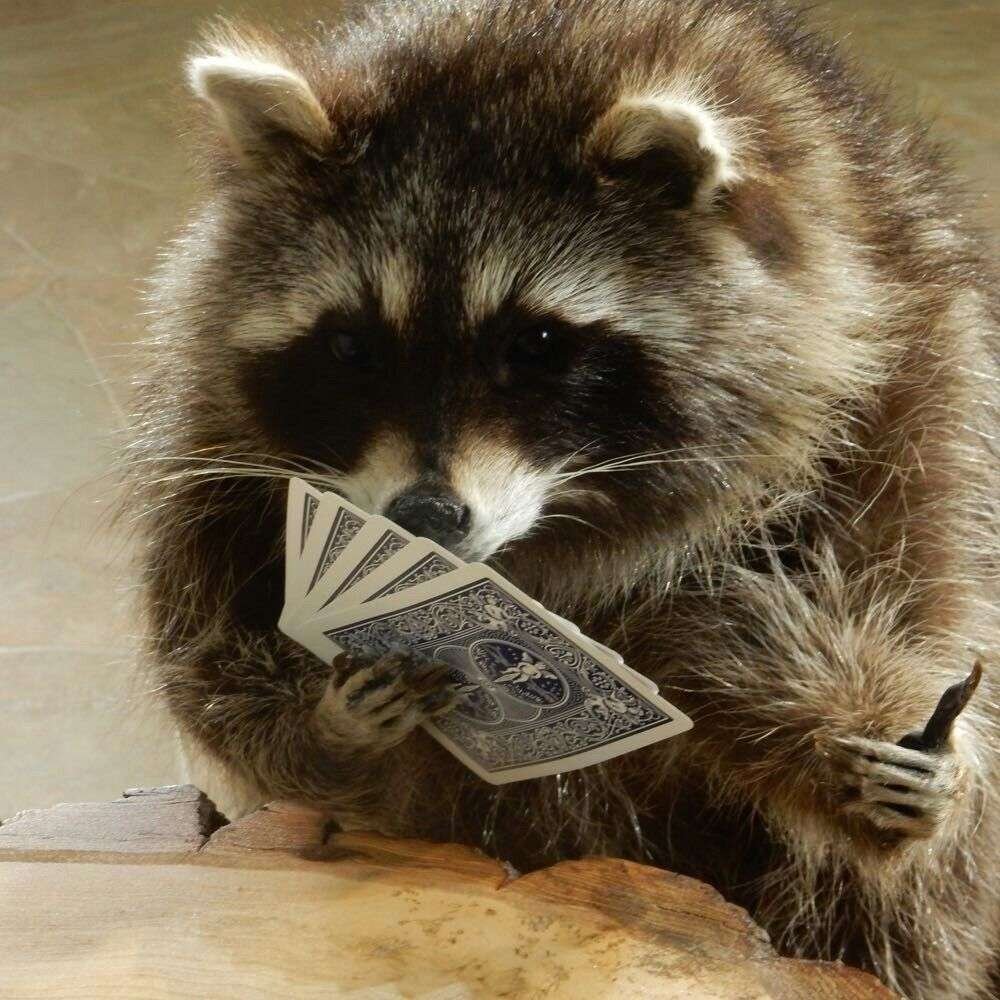Raccooning On An Urban Farm
