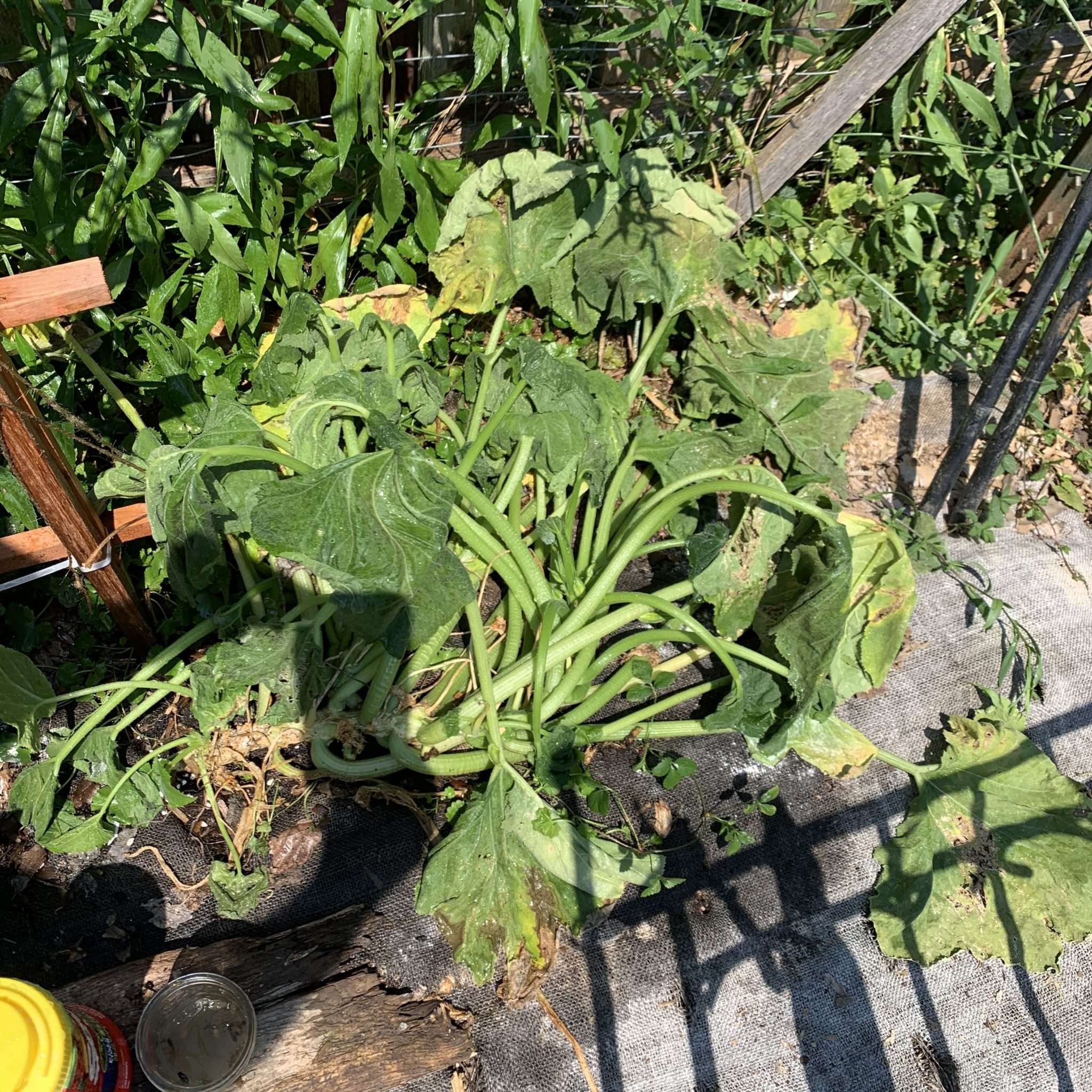 Rats, Mosquitoes and Squash Bugs Beware