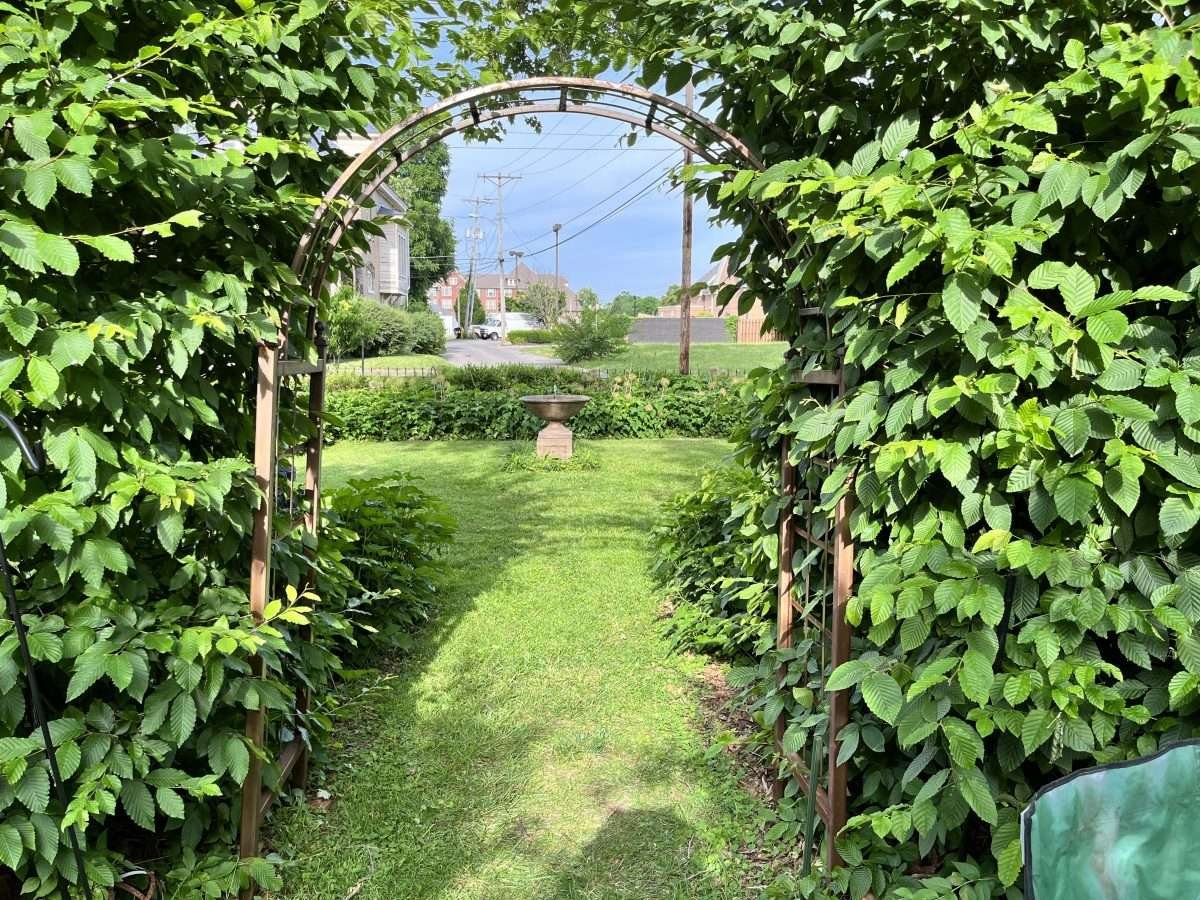 The State of the Garden in Summer 2022