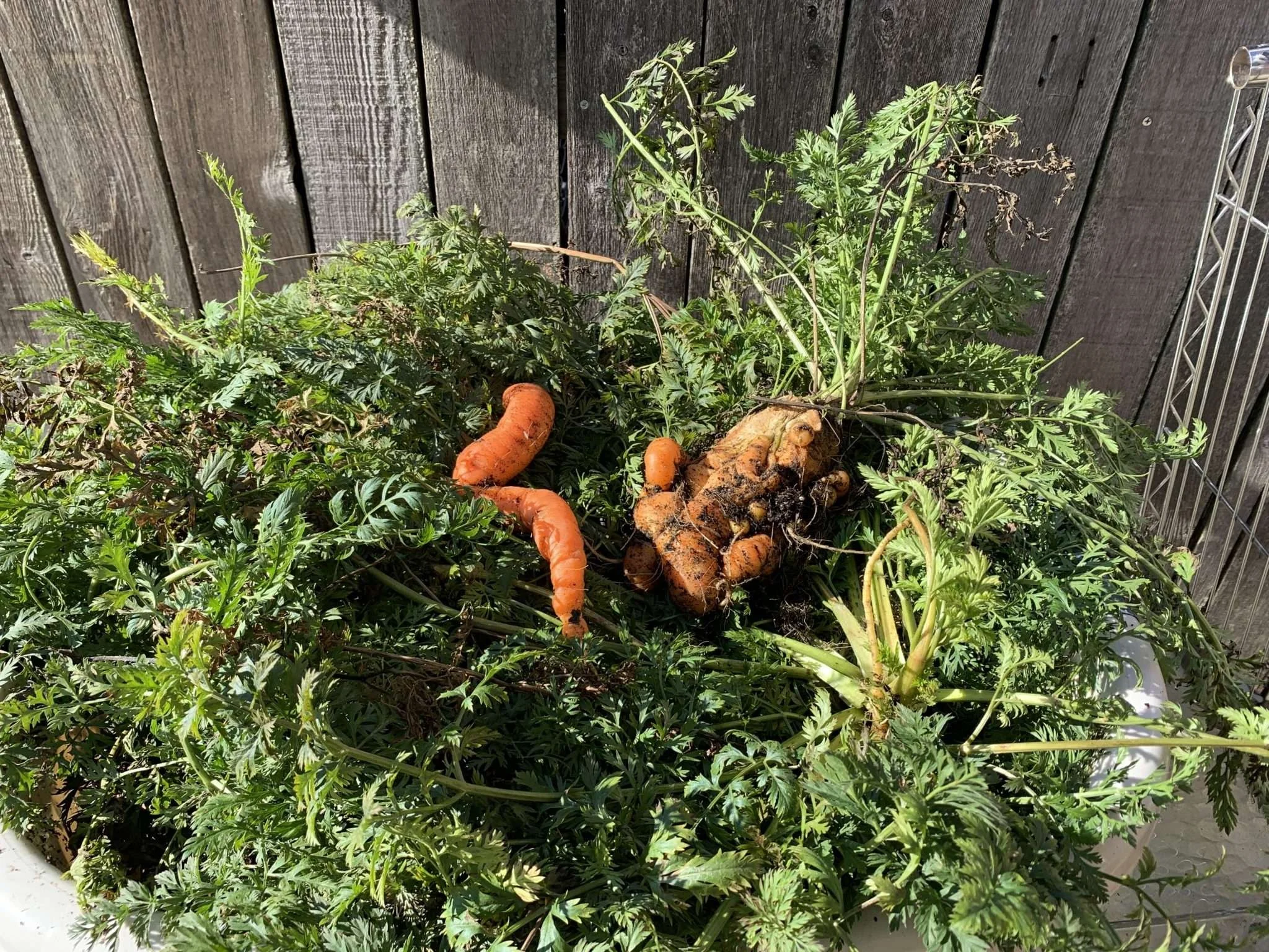 Wonky carrots at Mezzacello-Urban Farm