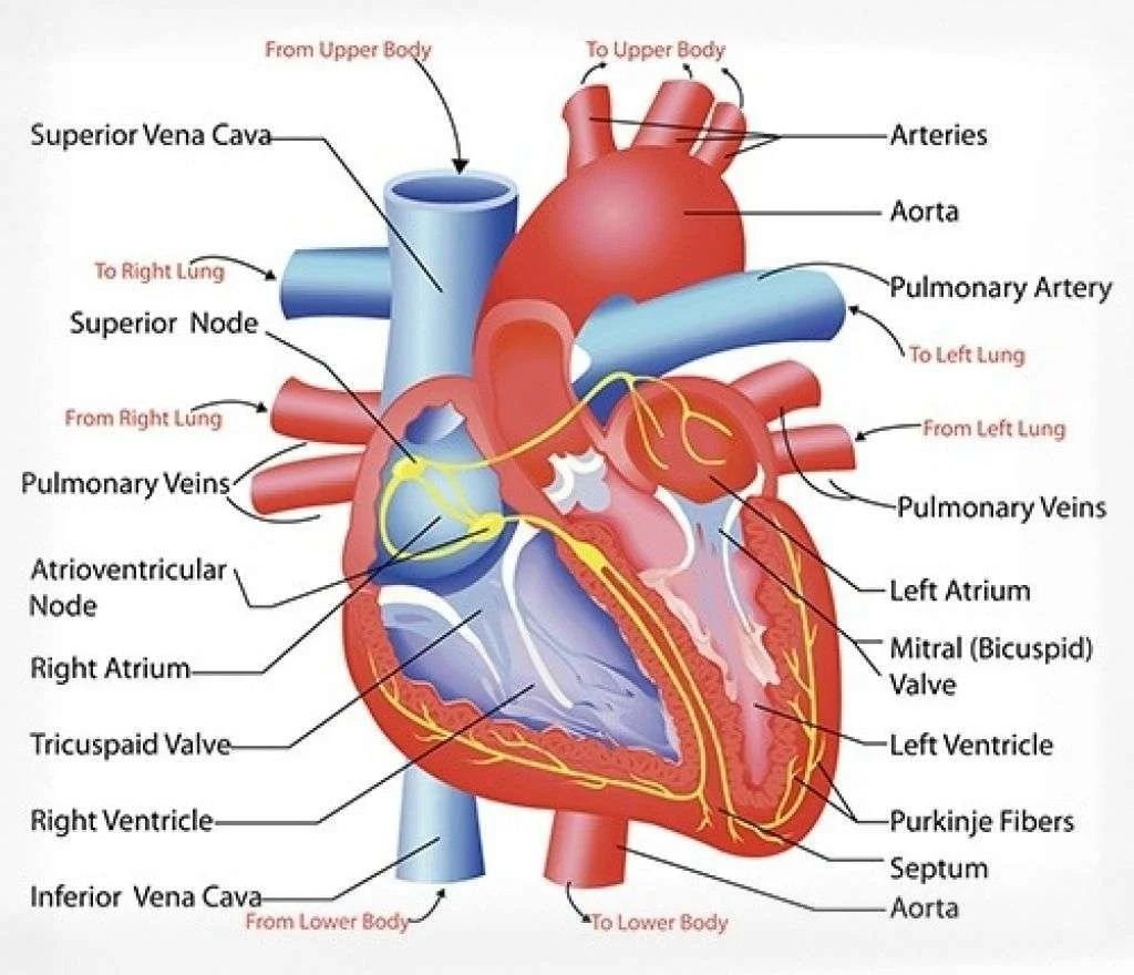 Traditional sagital view of the human heart