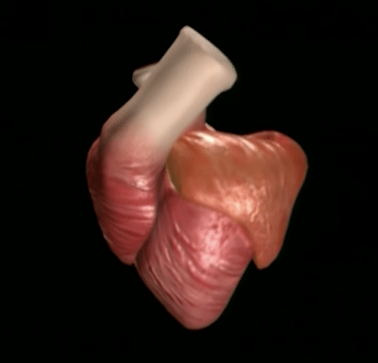 Anterior view of the human heart
