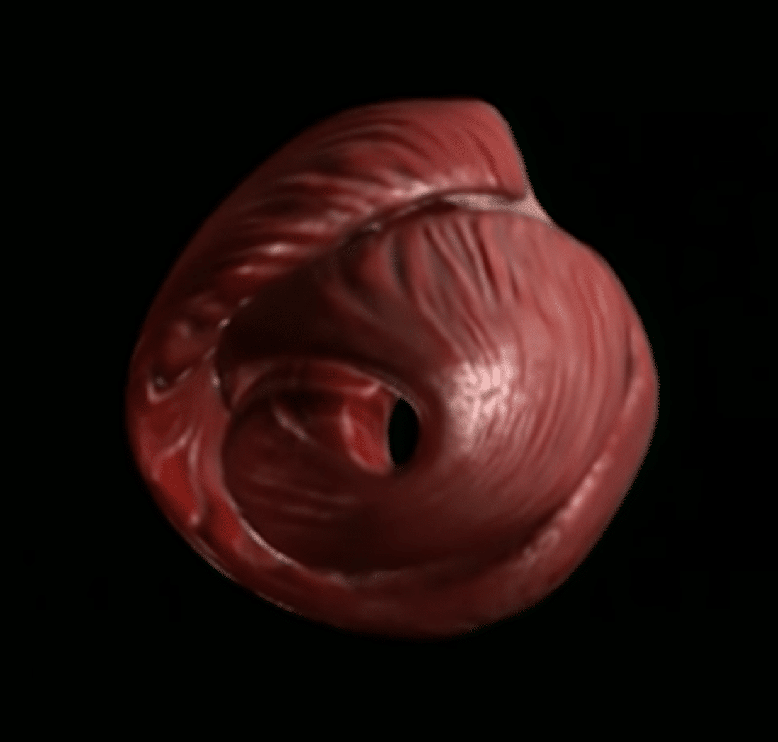 Inferior plane of the human heart