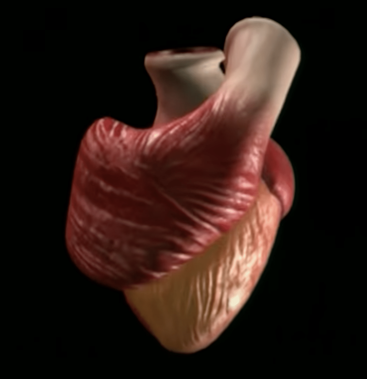 Posterior view of the human heart