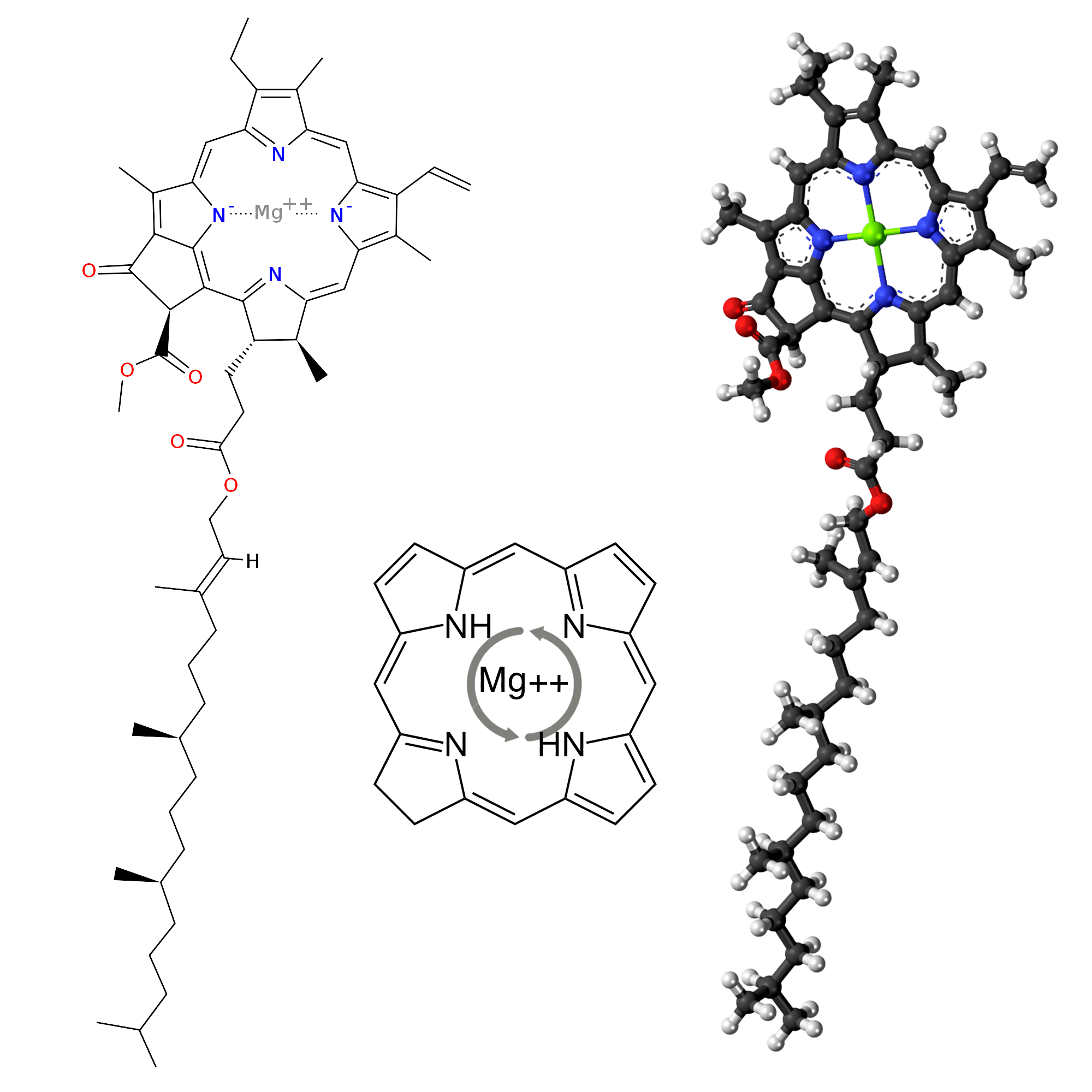 A Chlorophyll Model