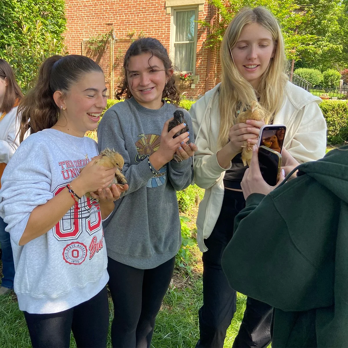 Mezzacello-CSG-Service-Hours-Baby-Chicks.jpg