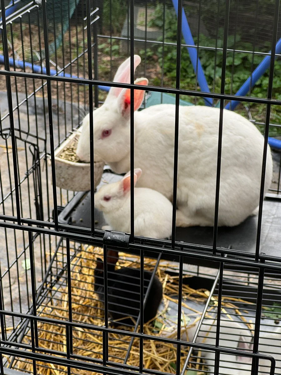 Rabbit Generation 7 with Rabbit Generation 8