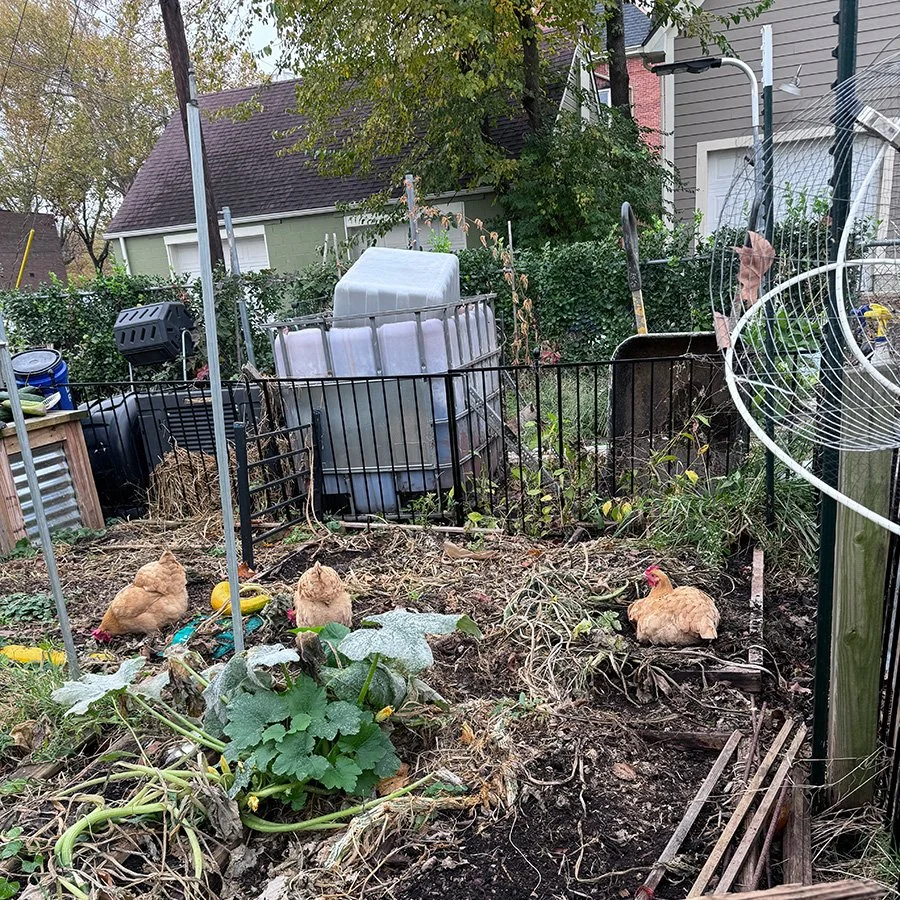 Chicken Generation 10 turning soil in the gardens