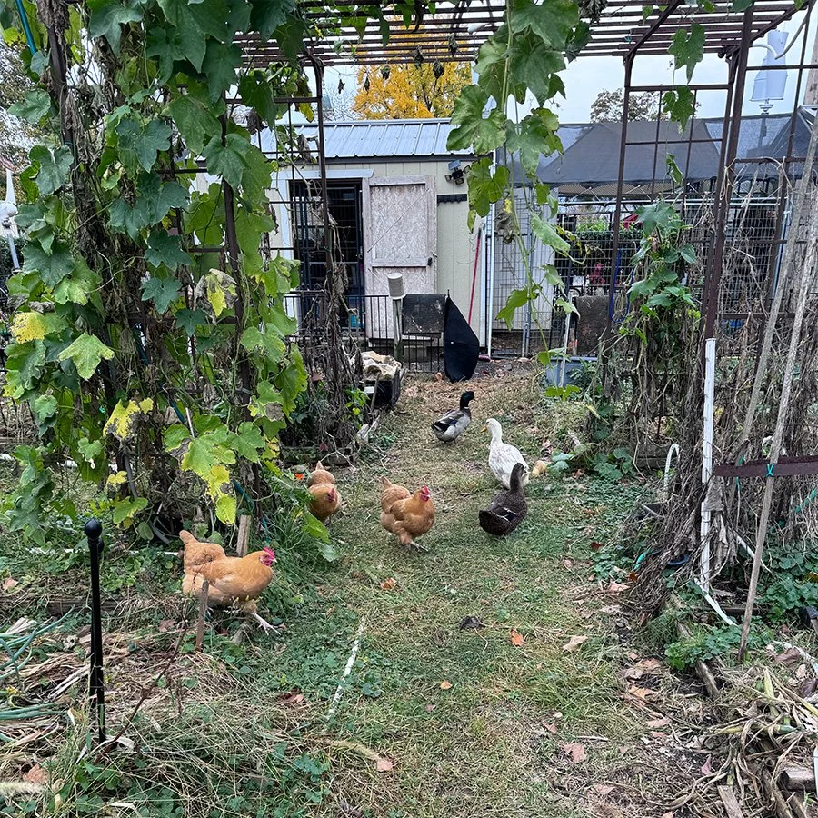 Chickens scratch, ducks eat bugs and ticks