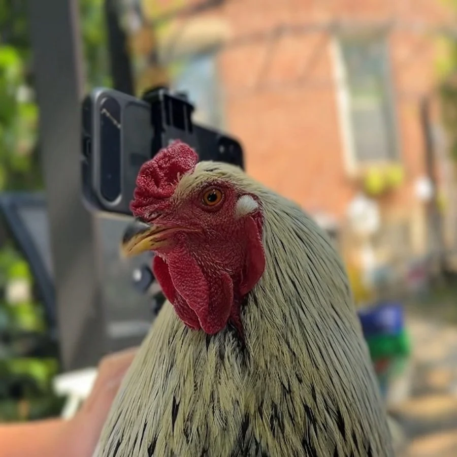 STEM Magic on an Urban Farm