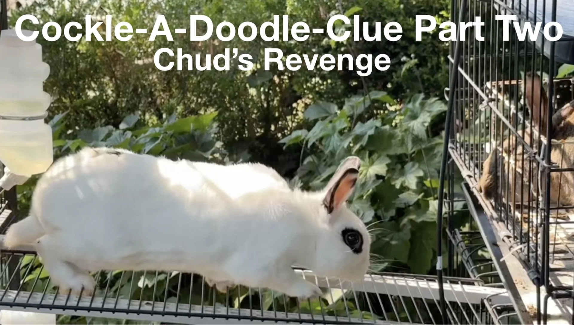 Cock-a-doodle-clue-part-two-cover.jpg