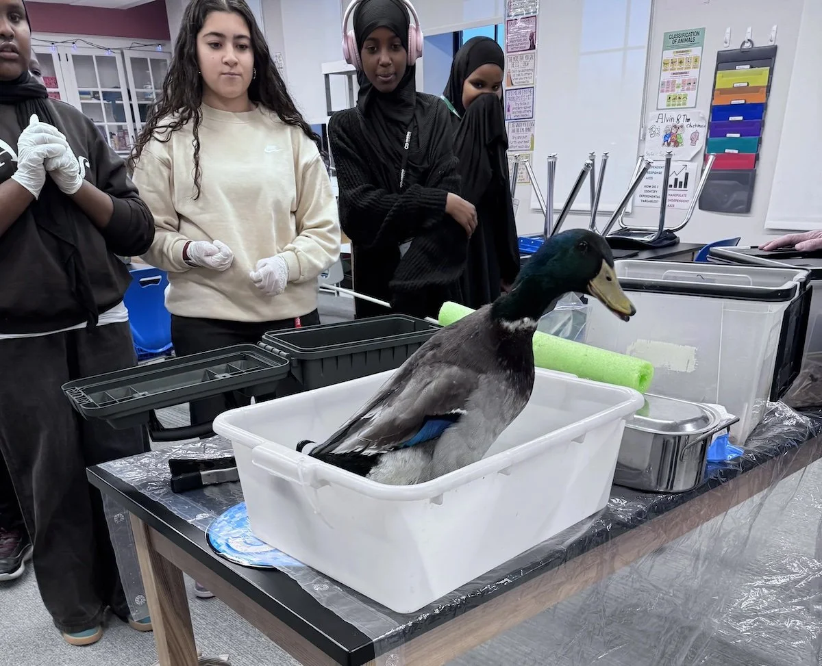 Duck intro - duck - shun!