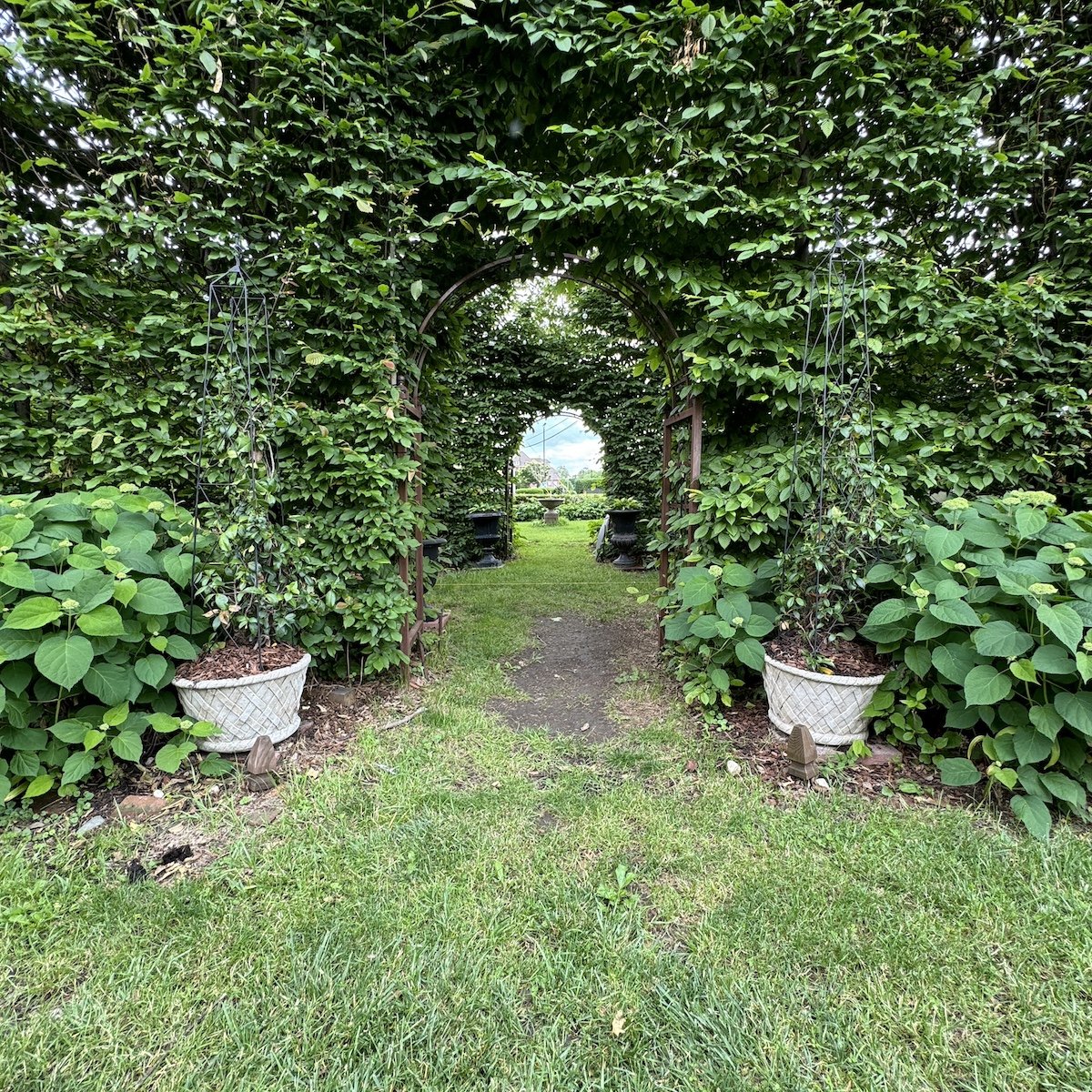 Looking East through the arches of the hornbeam allee.