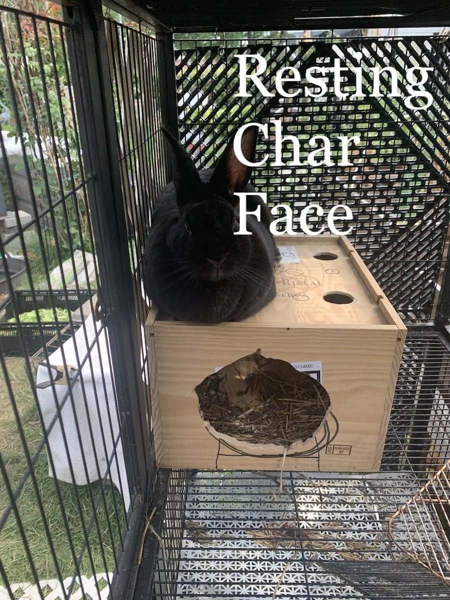 Black Rabbit On Top Of Box