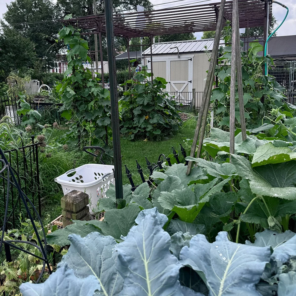 Mezzacello Urban Farm