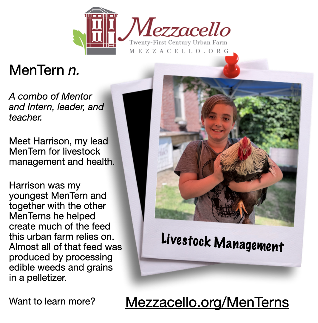 Harrison the Chicken Whisperer