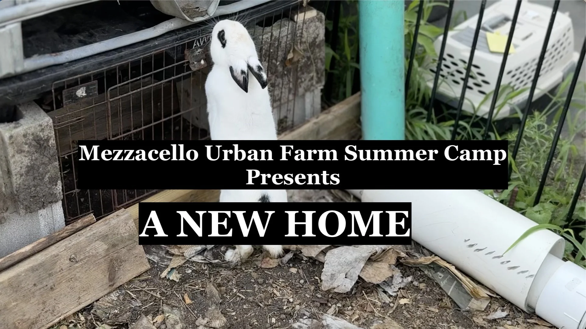 A-New-Home-Title-card.jpg