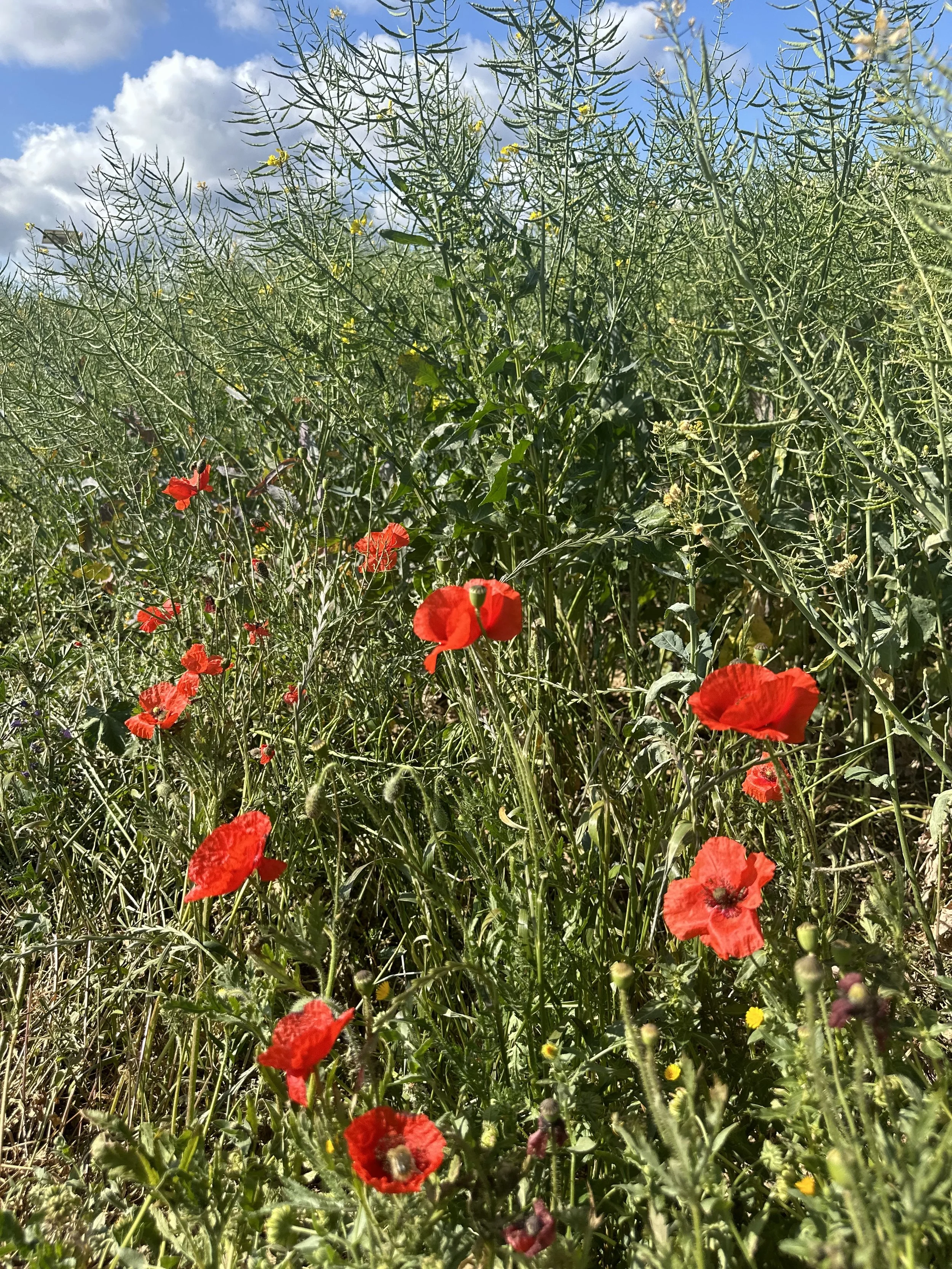 image00019.jpeg