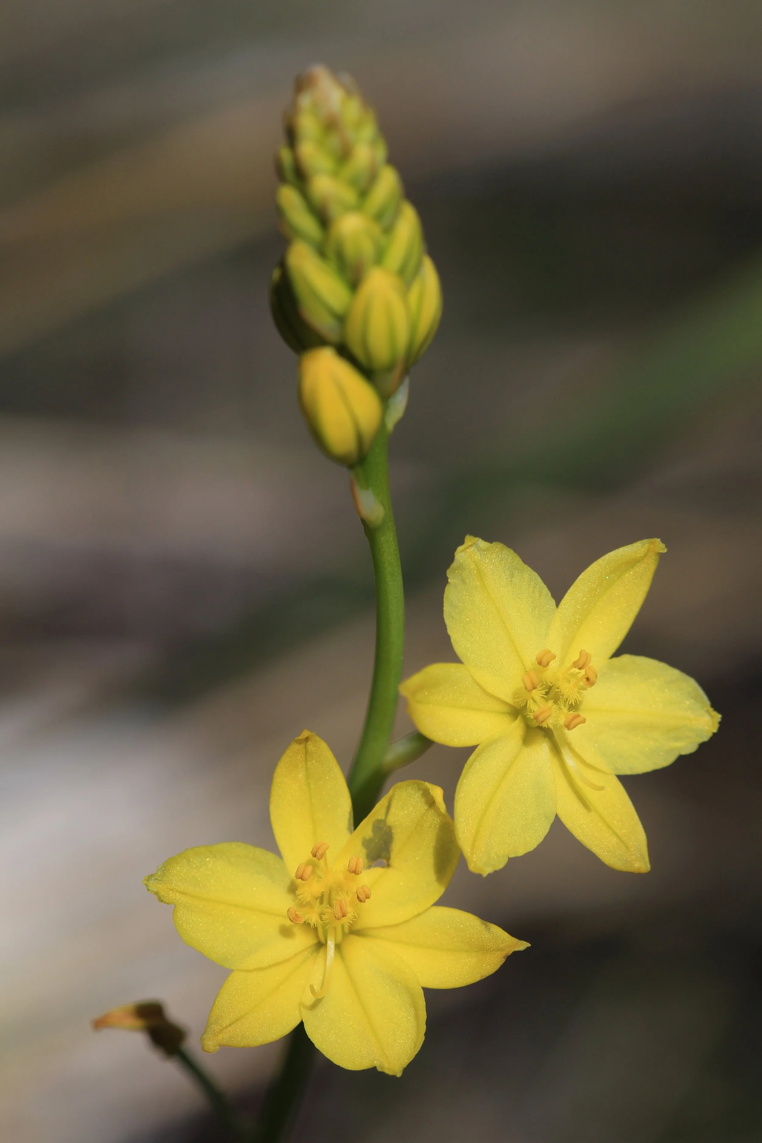 3 Nov 2024 - Native leek, bushtucker. Meehan Range