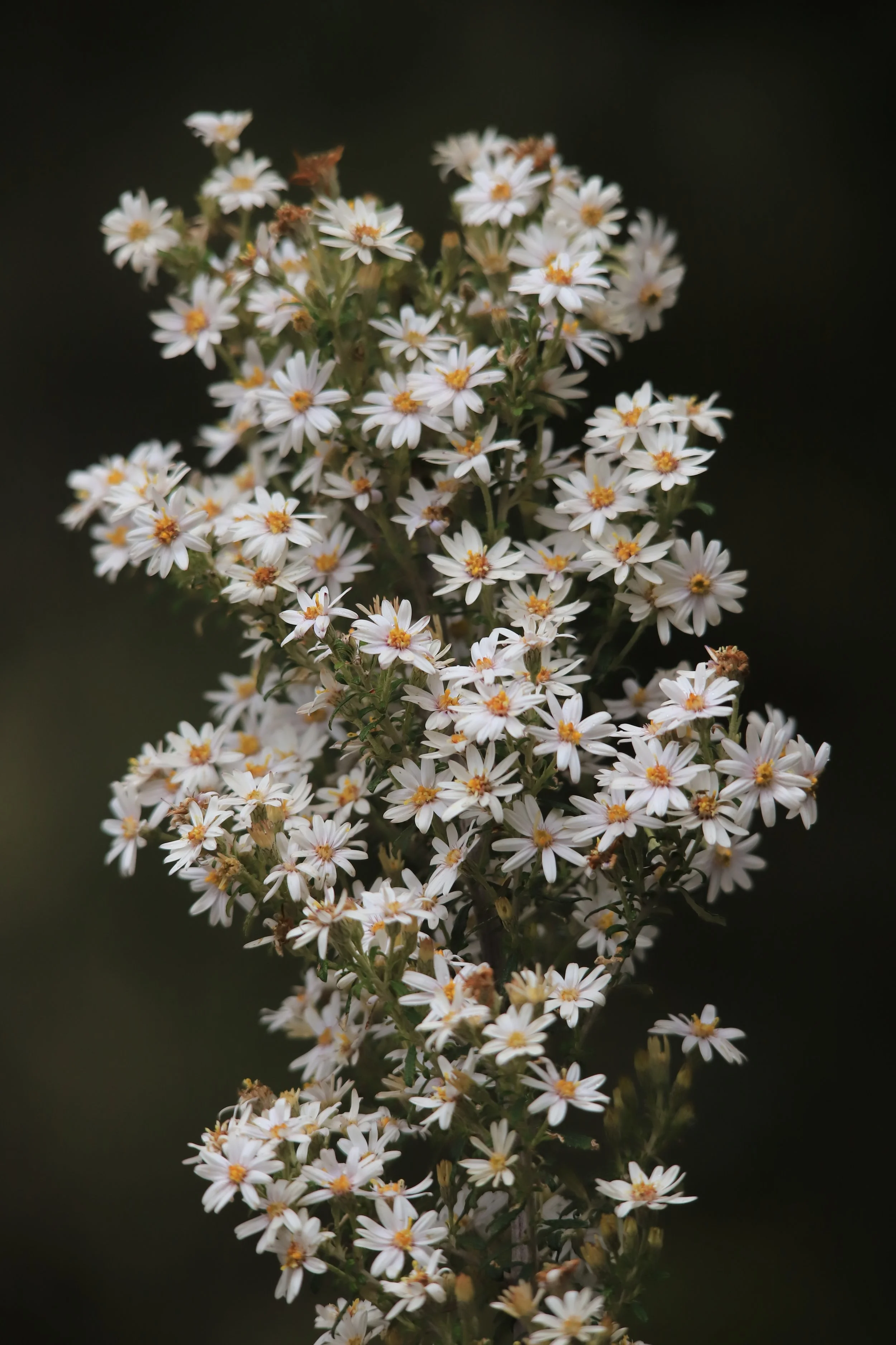 24 Nov 2024 - Daisy Bush. Kunanyi/Mt Wellington