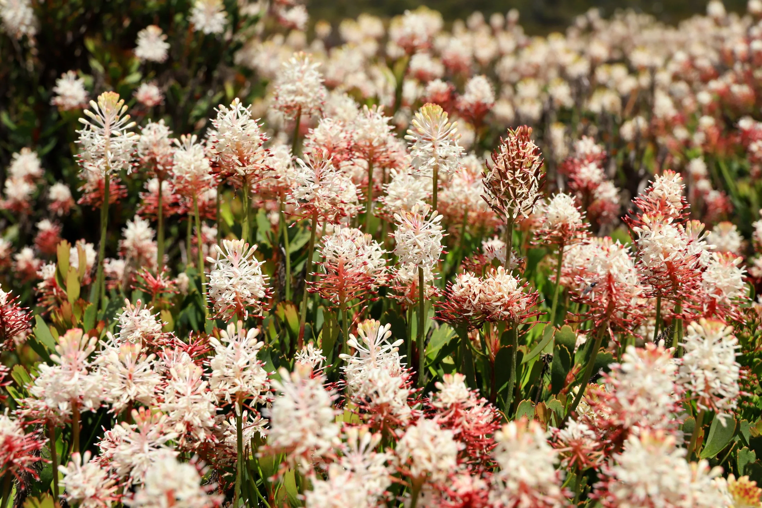 15 Jan 2025 - The stunning wildflower show in Tasmania this summer rolls on and on...our New Year's Eve camp in the garden of Bellendena montana (Mountain Rocket). Swathes of it flanked this grassy marsupial lawn. Bellendena montana (Mountain Rocket)