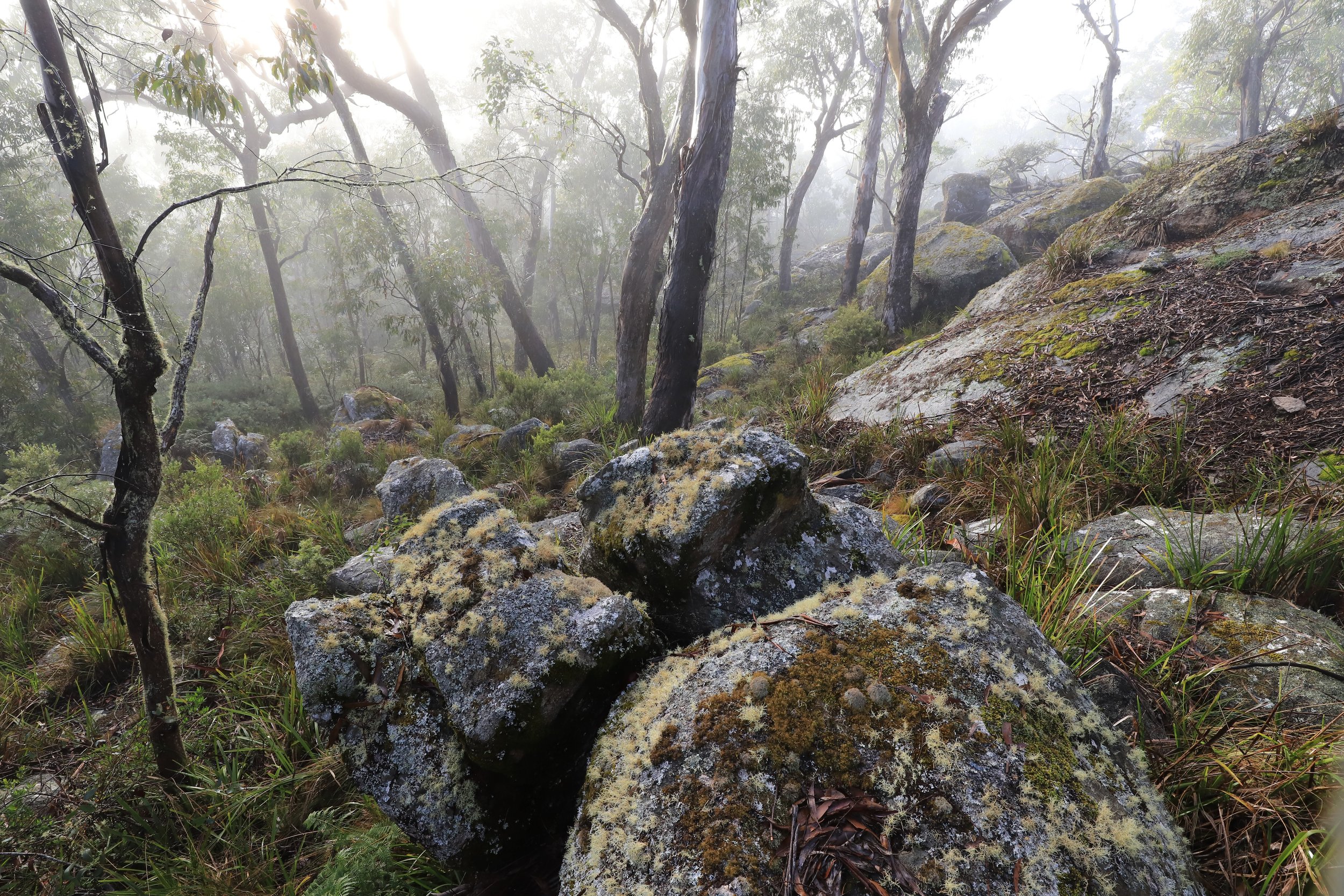 Open forest embroidered with lichens and softened by morning mist.