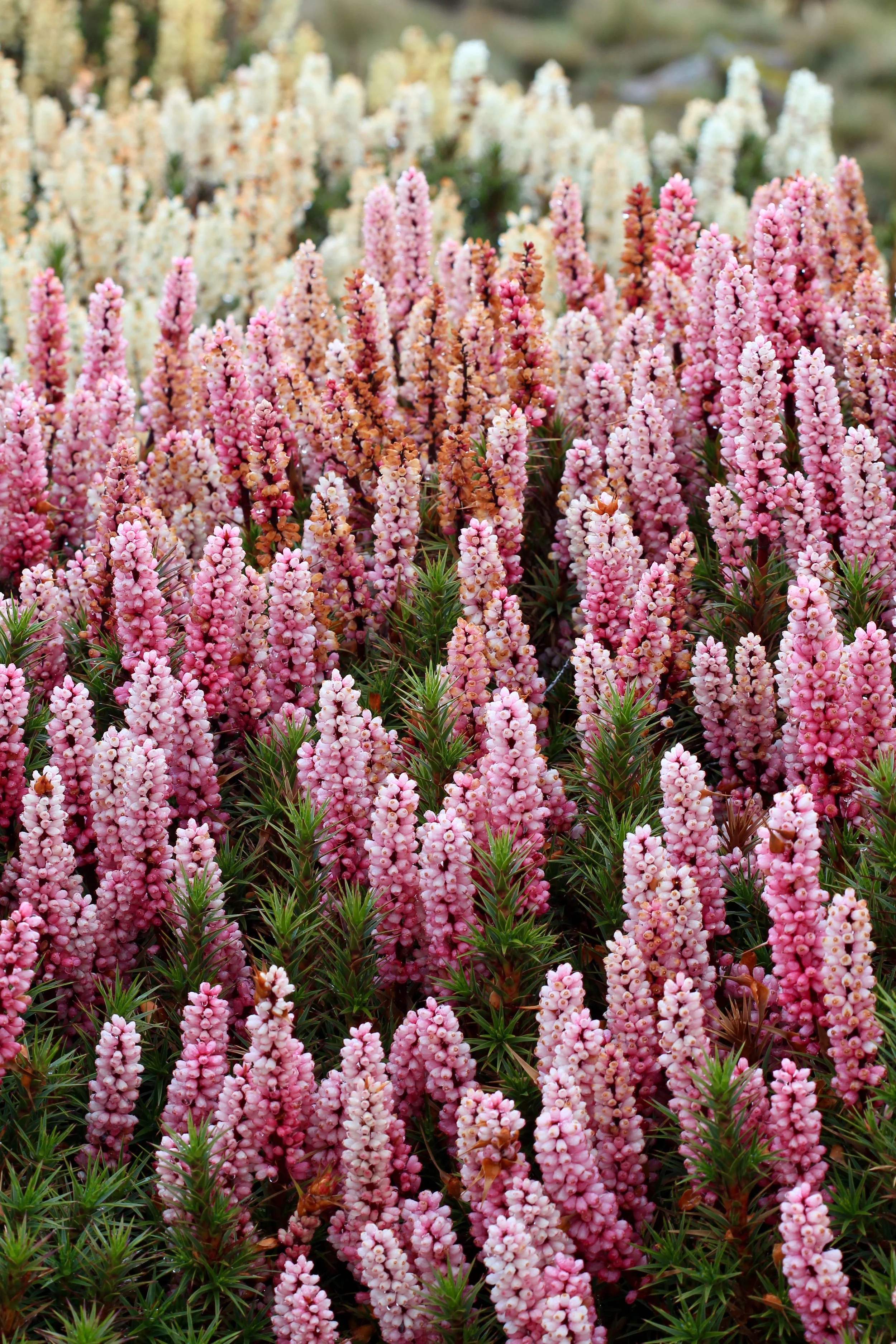 28 Dec 2024 - Richea scoparia, Pine Lake Walk