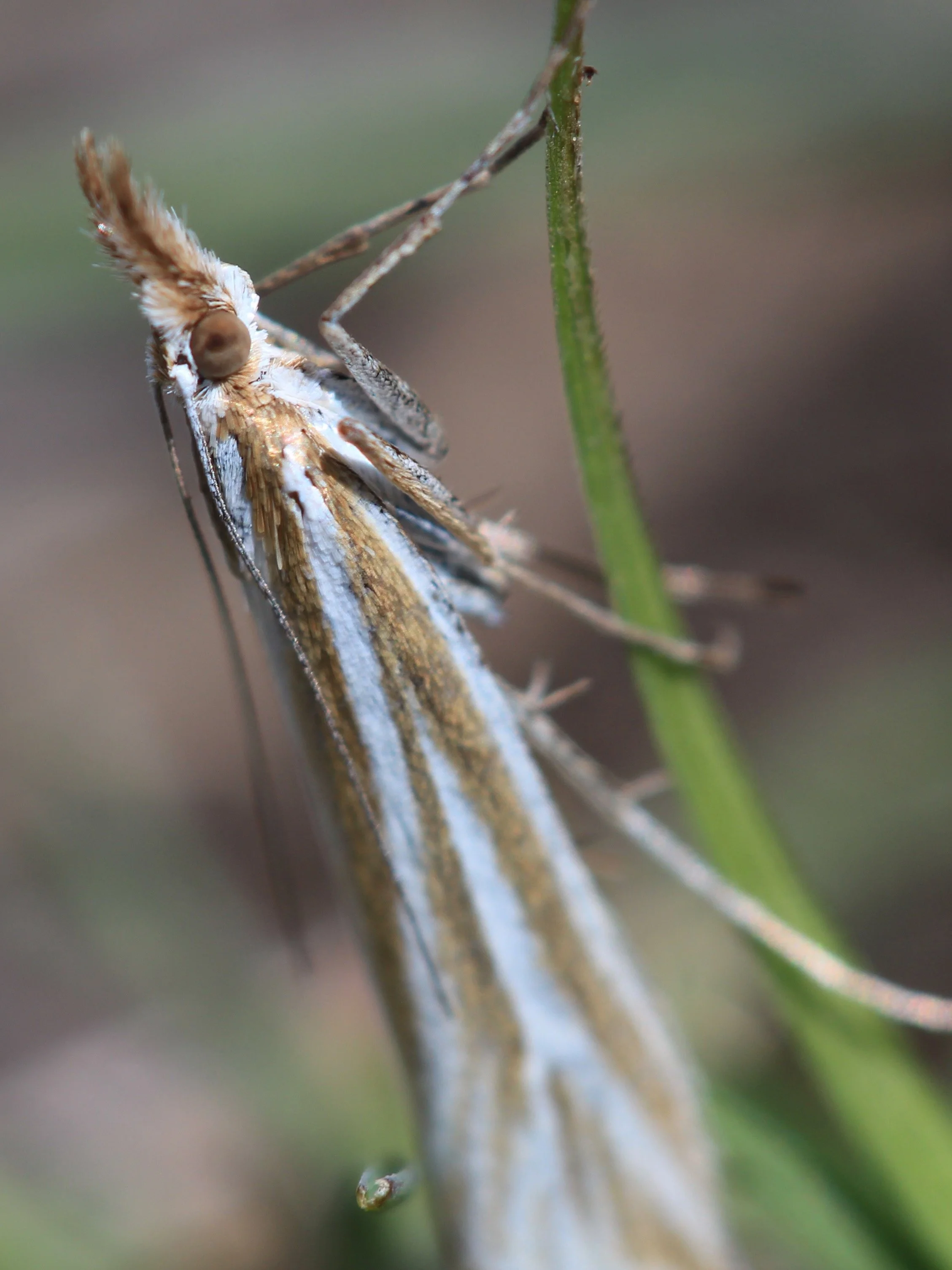 3 Nov 2024 - Macro magic. Meehan Range, Tasmania. 