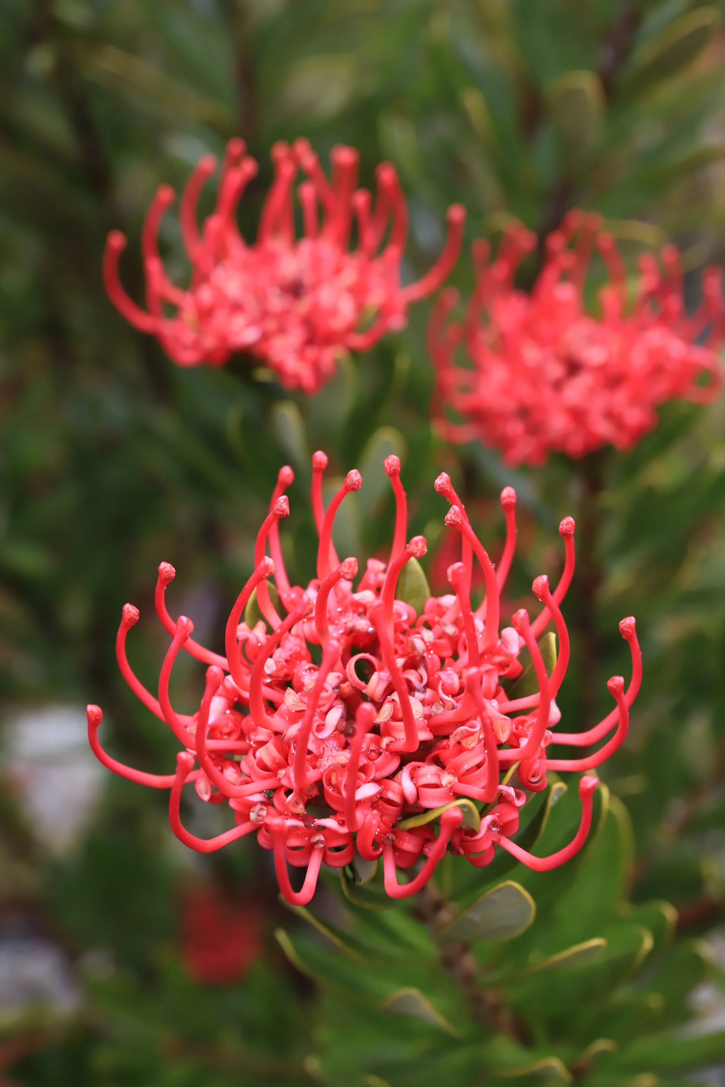 13 Nov 2024 - Tasmanian Waratah. Tatnells Hill.