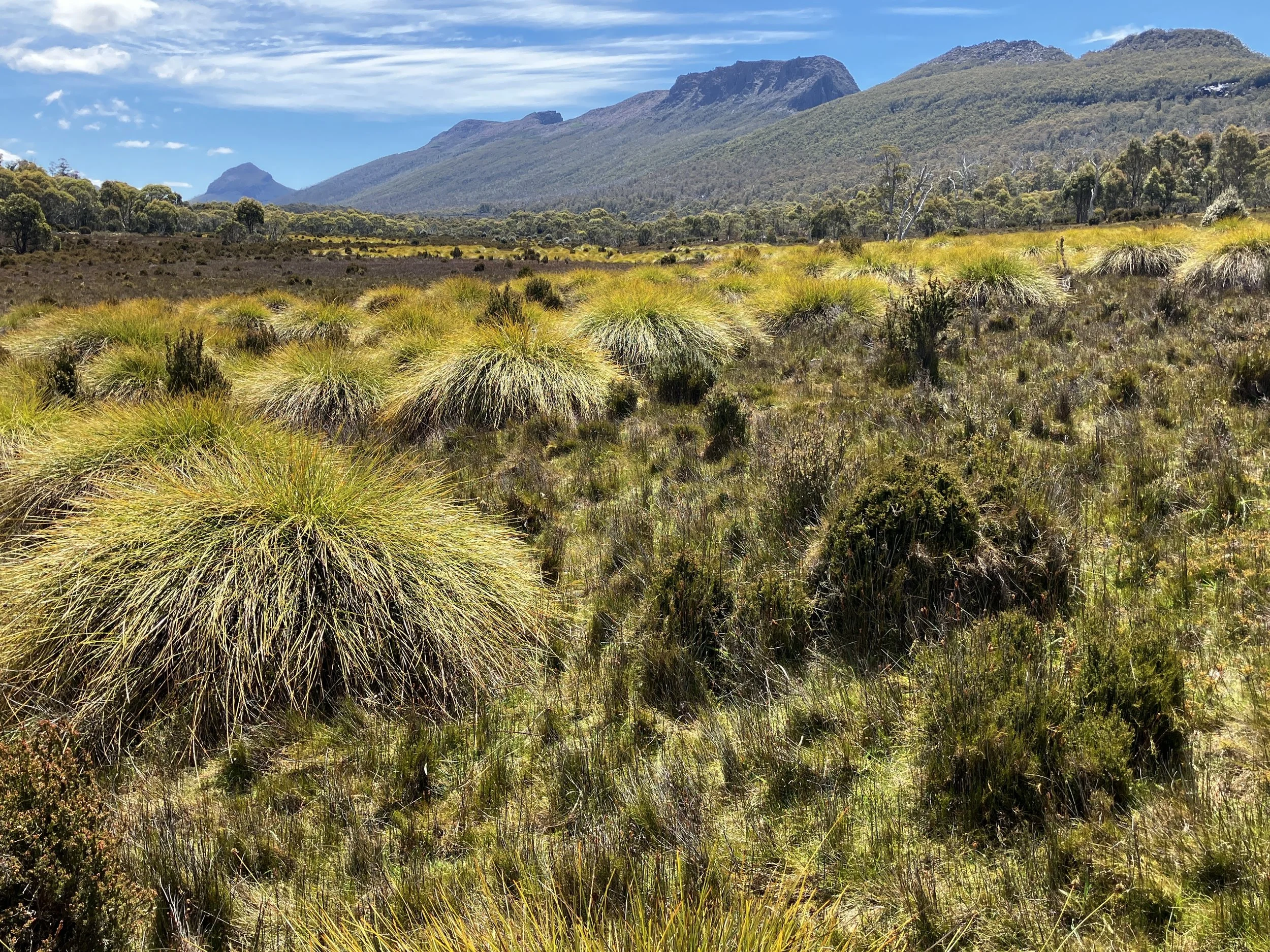 New Year's Day 2025. Cuvier Valley, Tasmania. Phone photo dump. Not Plan A, not even Plan B. But we'll take it...
