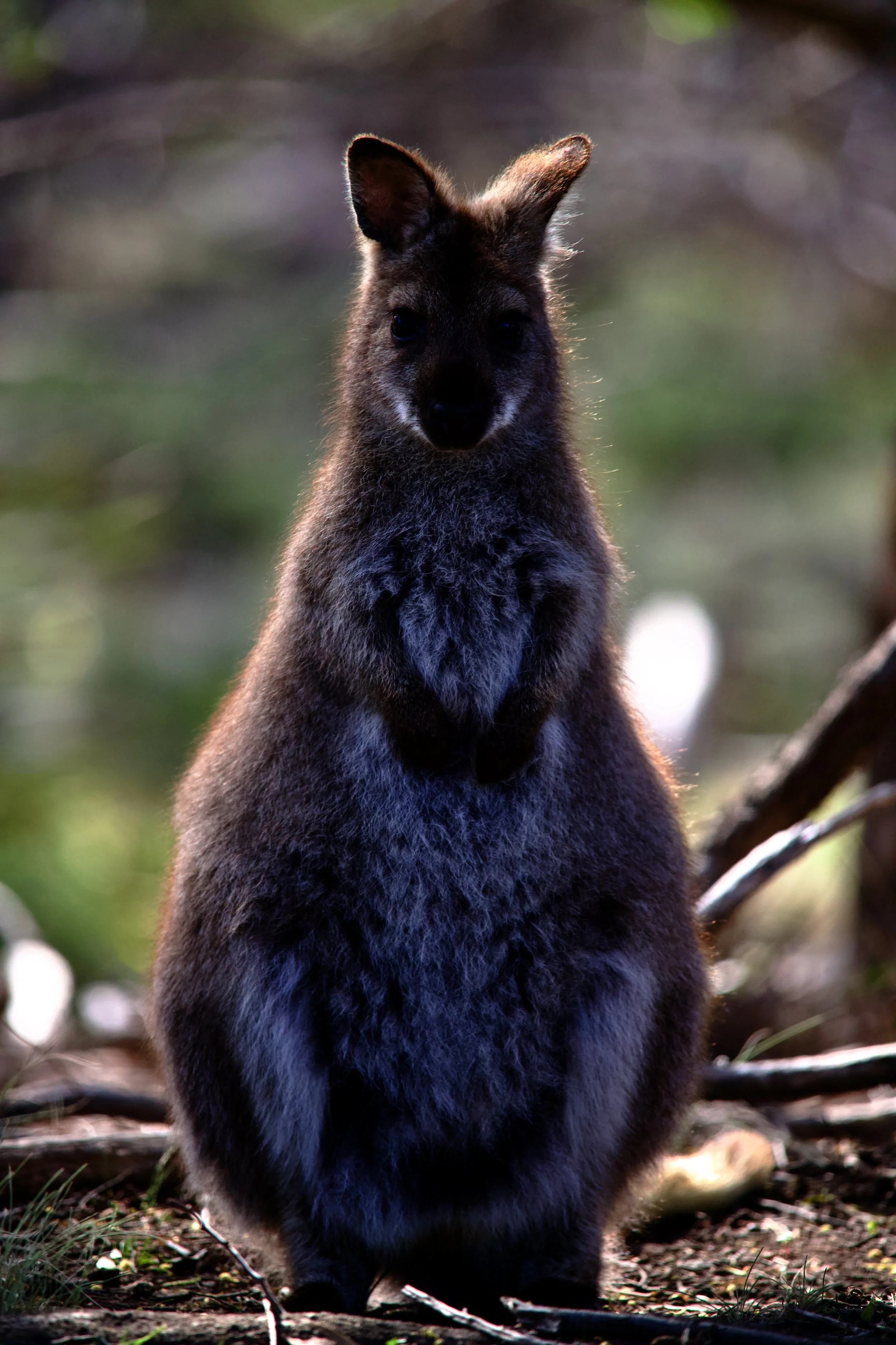 3 Nov 2024 - Bennetts wallaby. Meehan Range.