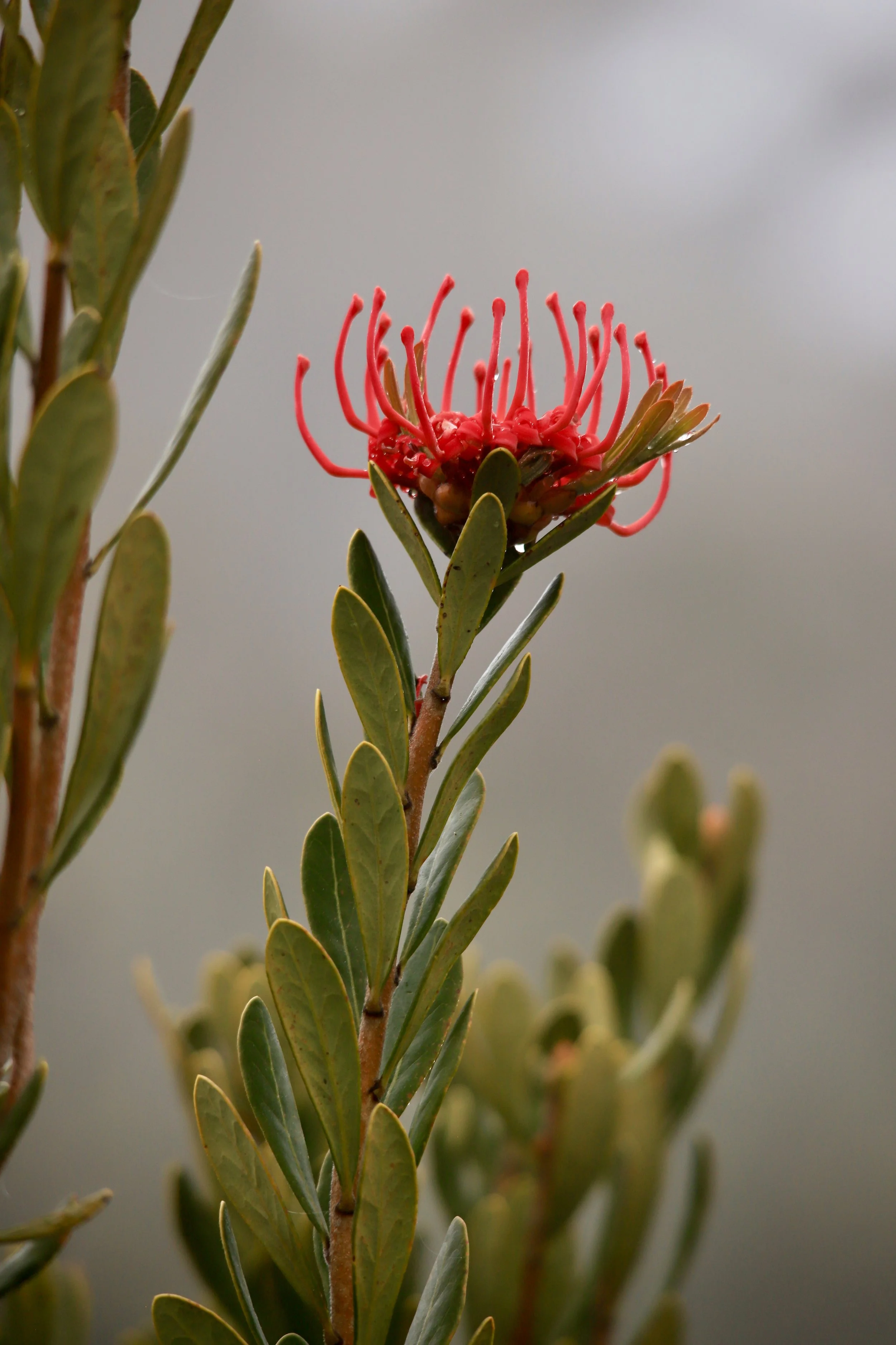 13 Nov 2024 - Tasmanian Waratah. Tatnells Hill. 