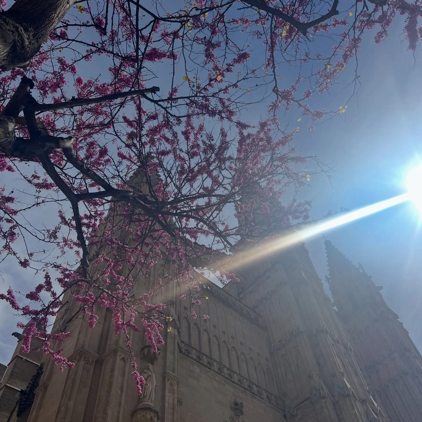 HAPPY EASTER 🐣 ☀️ 🌼 my travelling friends all over the world 🌍 

Palma de Mallorca delivers sun and sprinfeelings ☀️ 🌱 💛

Jannica 

#happyeaster #gladp&aring;sk #recruiterslife #sunshine #palmademallorca🌴☀️