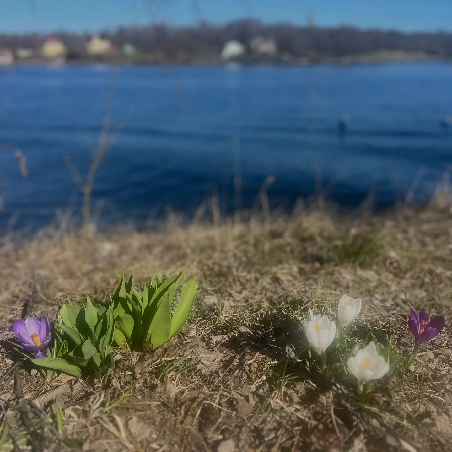 V&Aring;RK&Auml;NSLOR n&aring;gon?? 🐞🌱🪻☀️🐜🌸🙋&zwj;♀️

#springfeeling #v&aring;rk&auml;nslordeluxe #happymood #sunshine #resebemanningochrekrytering