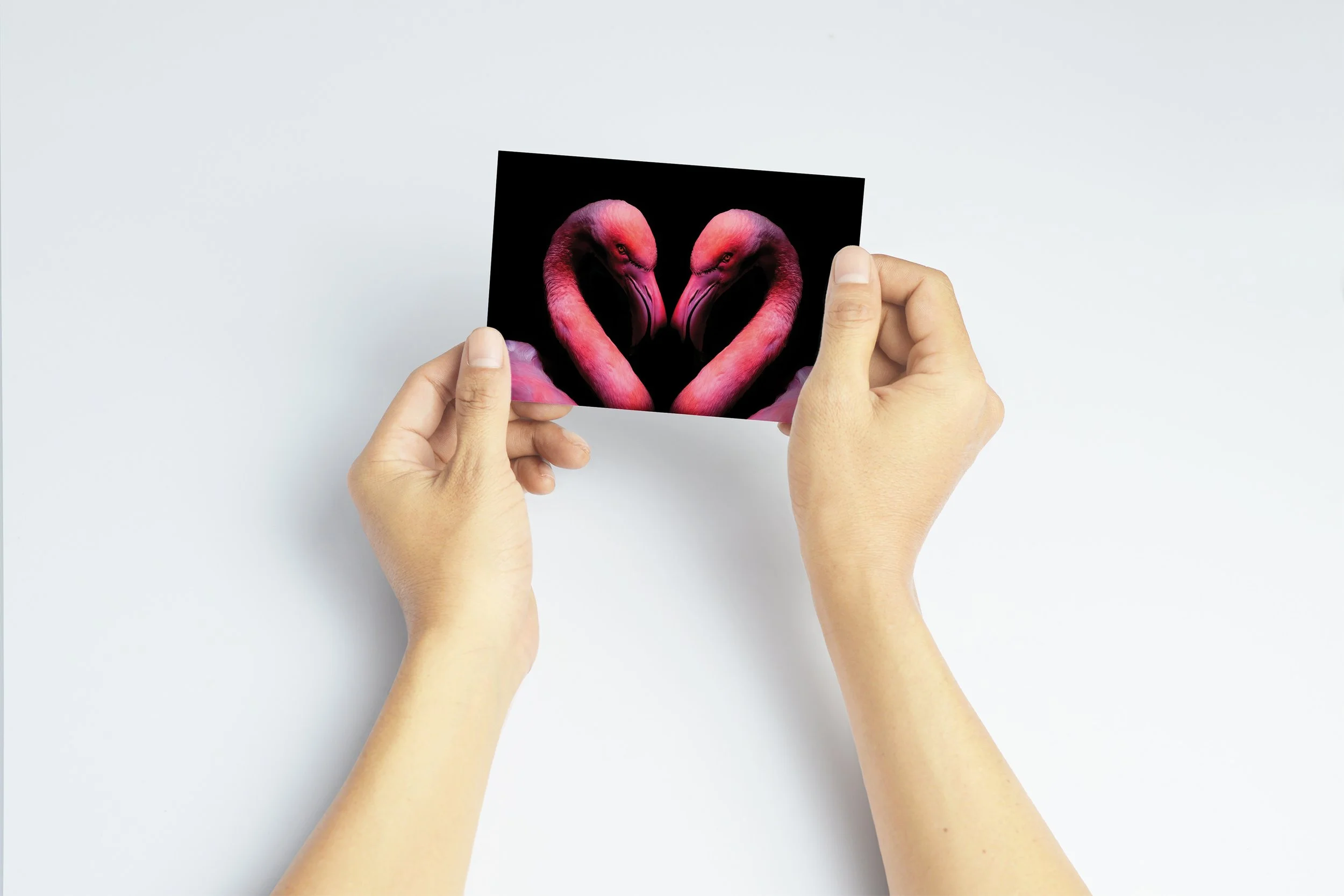 Flamingo postcard with two pink flamingos forming a heart shape held in hands.