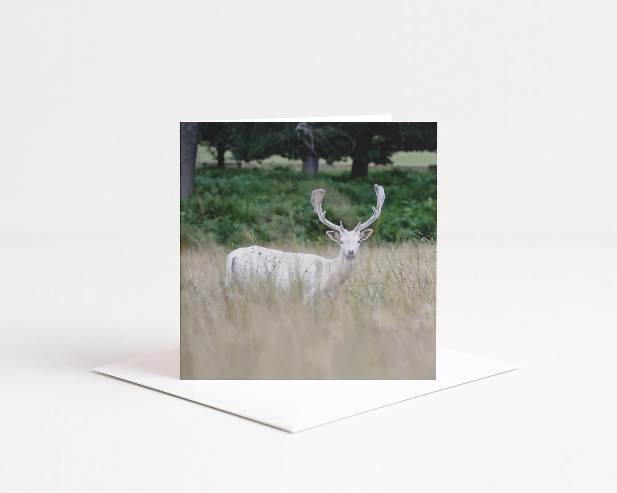 Forward deer card mockup.jpg