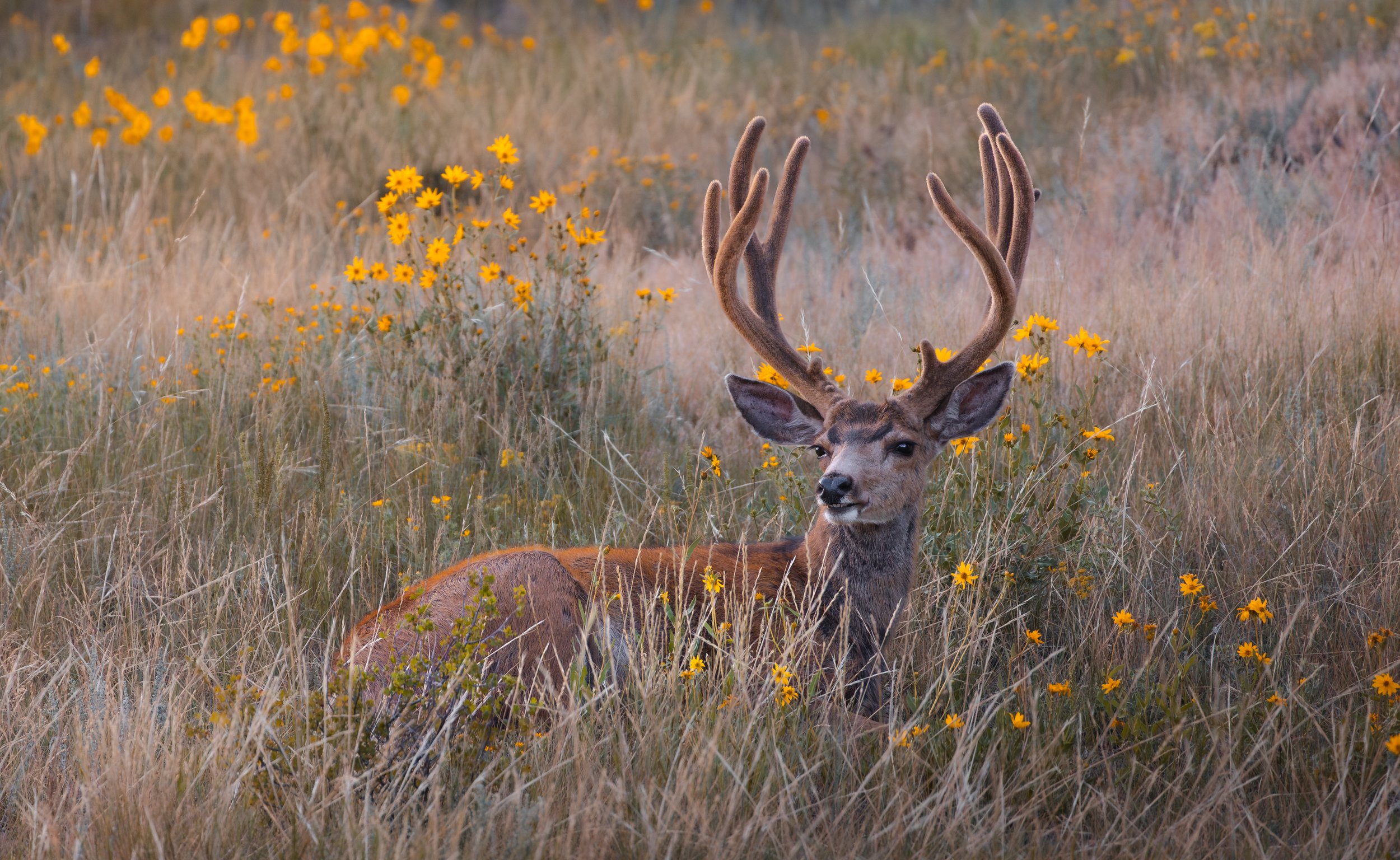 A deer with large antlers sitting in a meadow filled with yellow flowers.