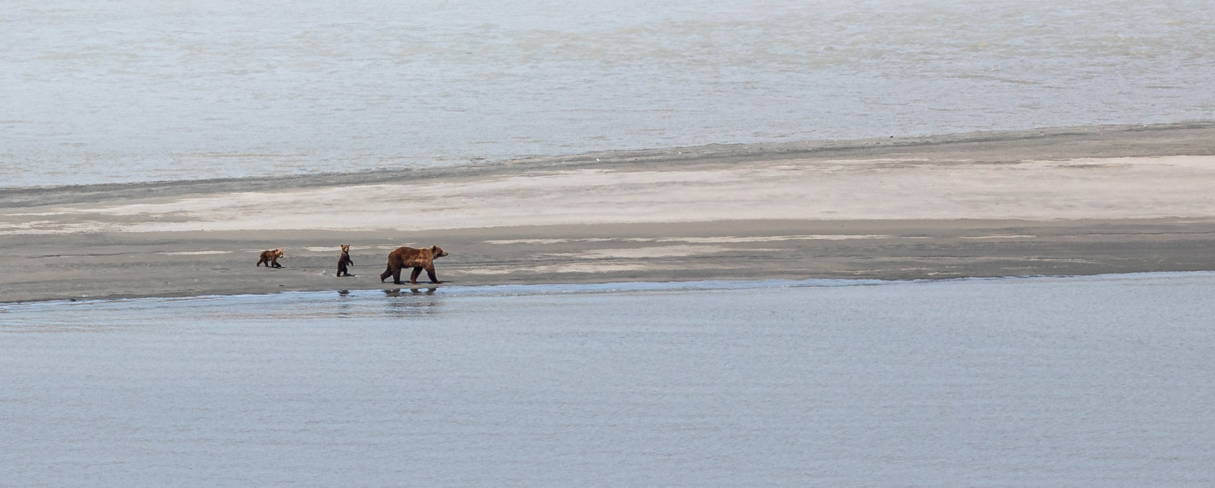 A group of three bears, including an adult and two cubs, walking along a beach by the water.