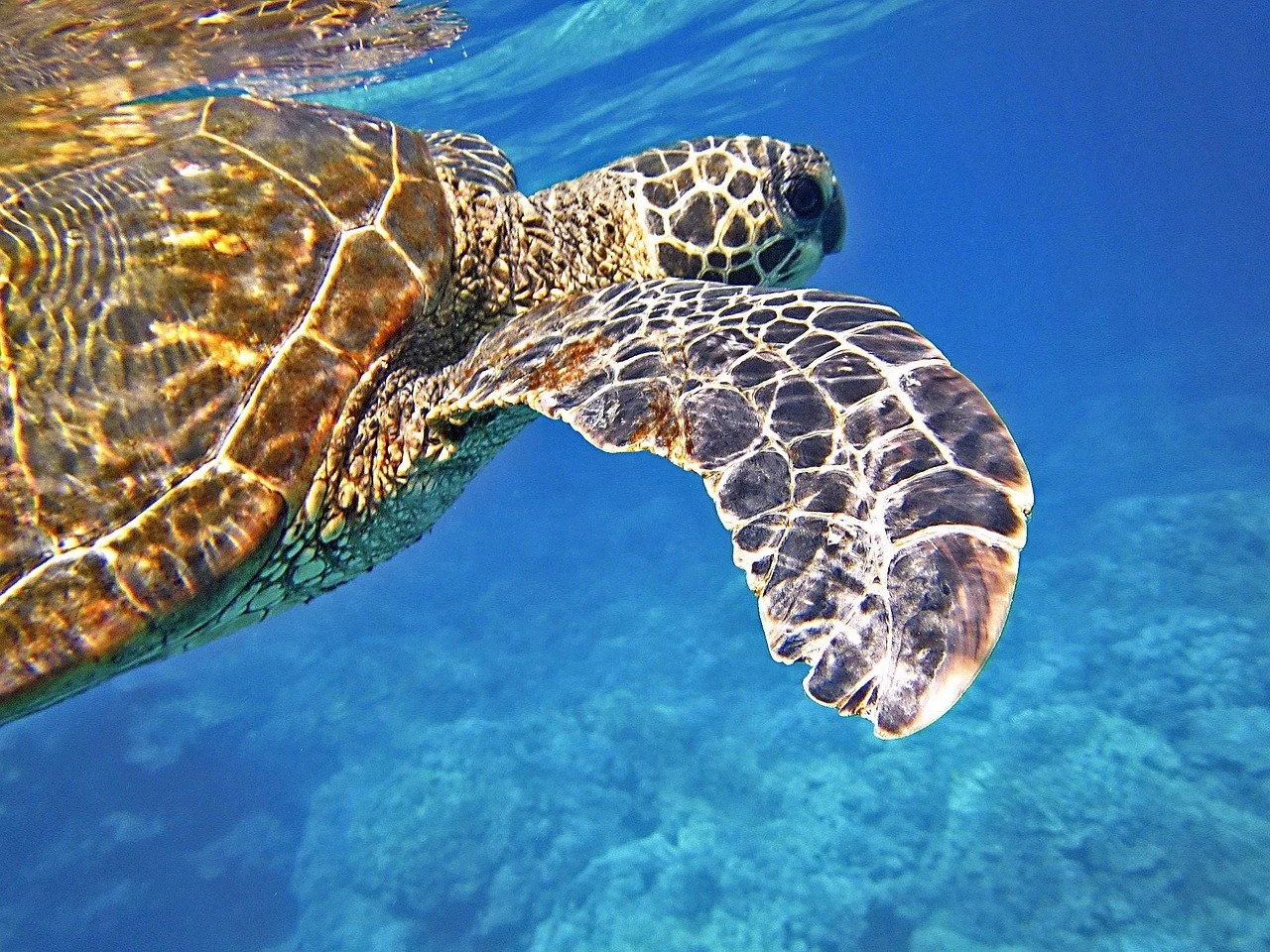Turtle species visiting the Dominican Republic