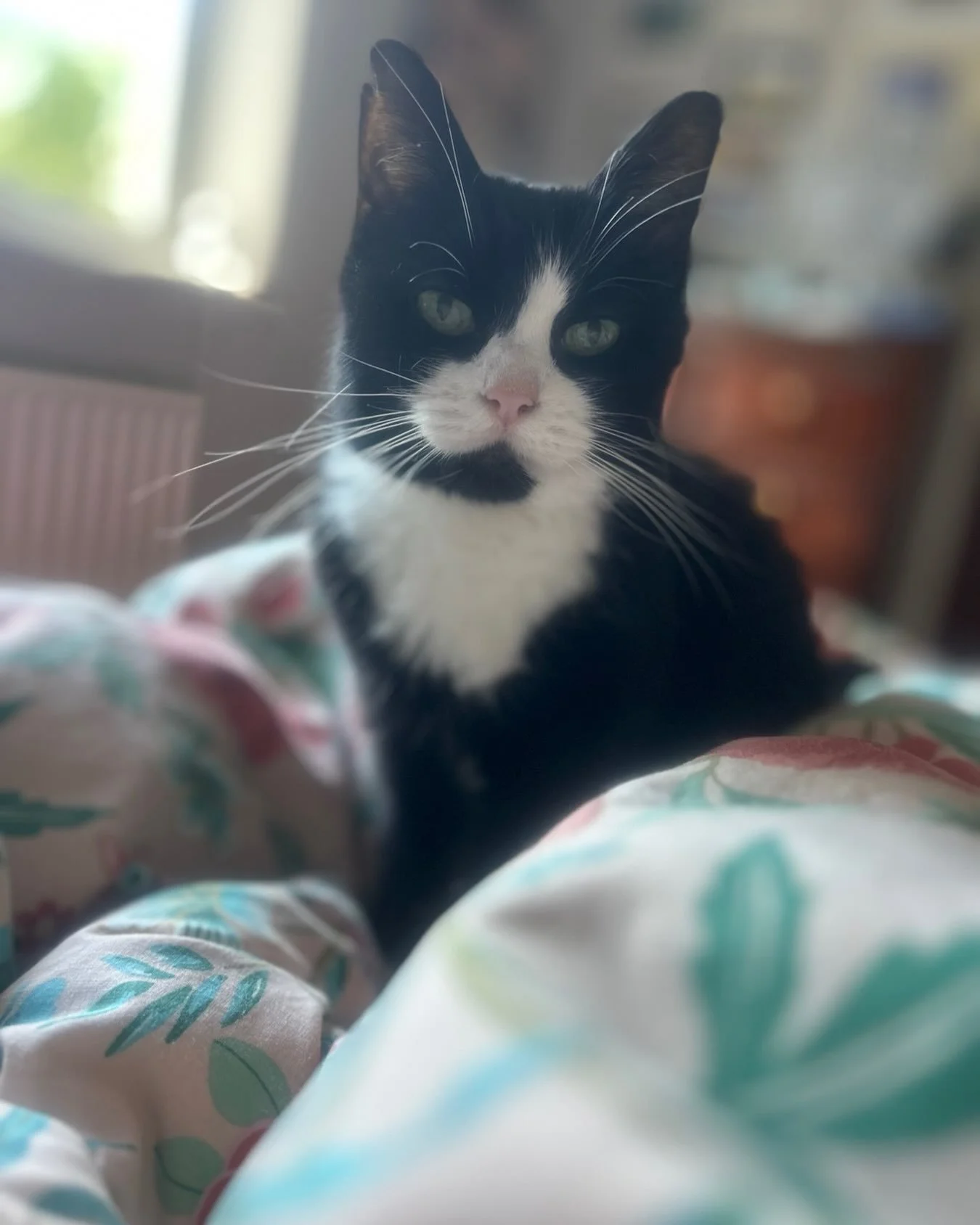 The house feels very empty and quiet without beautiful, noisy Noodles. We don&rsquo;t know what happened in her first five years but we know her last seven were full of love and cuddles and family and doing what the hell she liked. And insulin inject