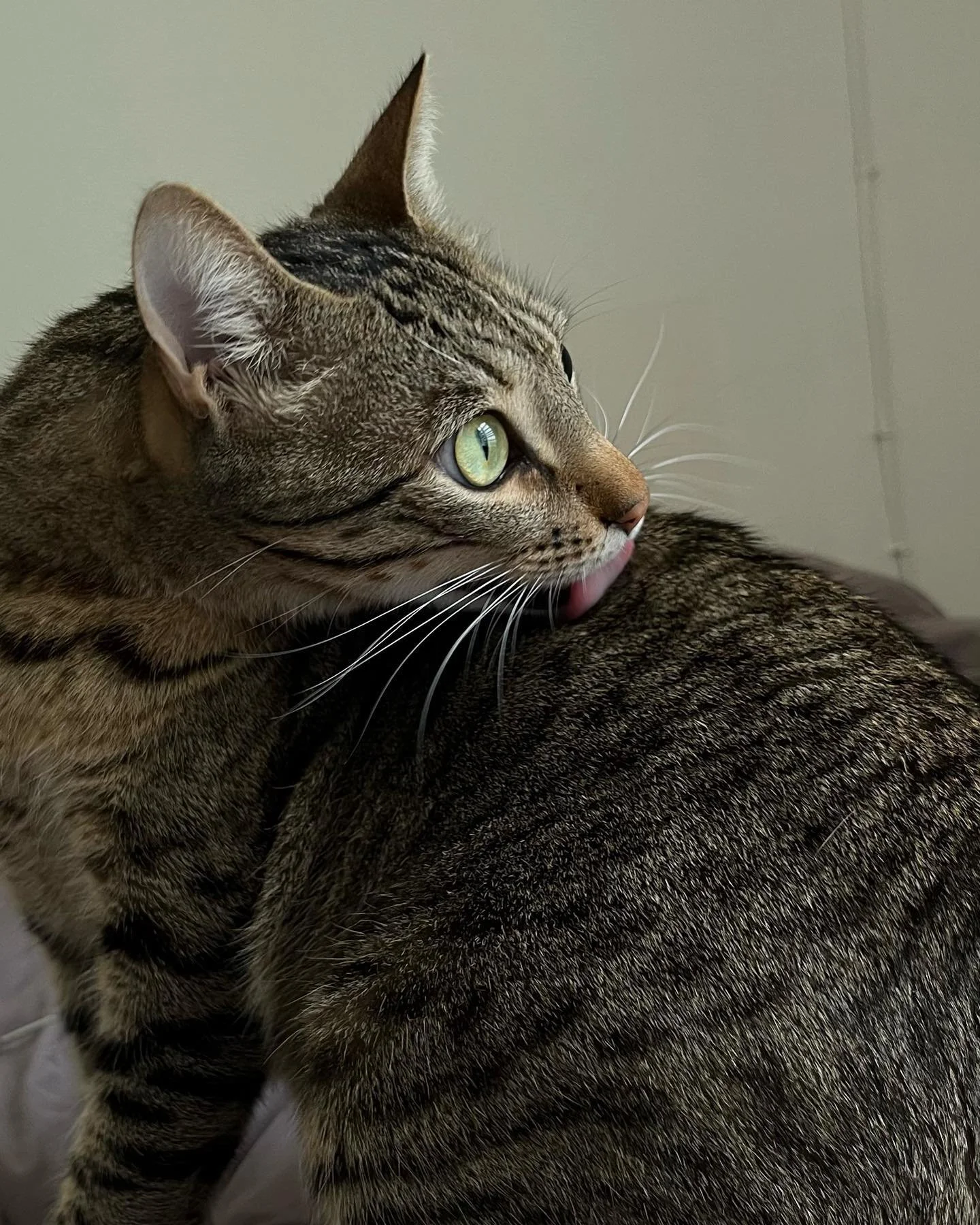 Paquito humans art and self love 🤍