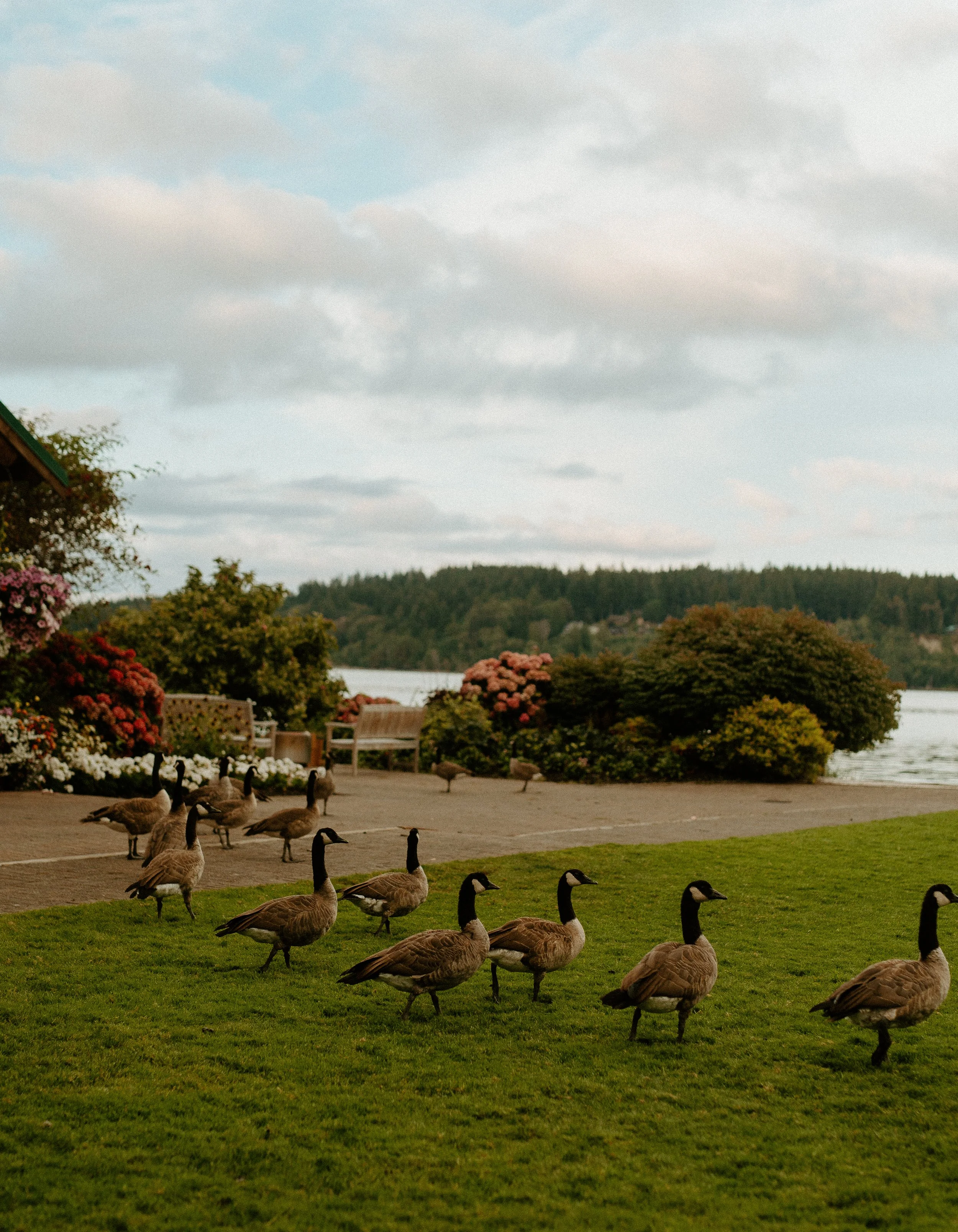 Outdoor wedding venue with lake view and geese on green lawn + scenic Washington wedding venue + PNW outdoor wedding
