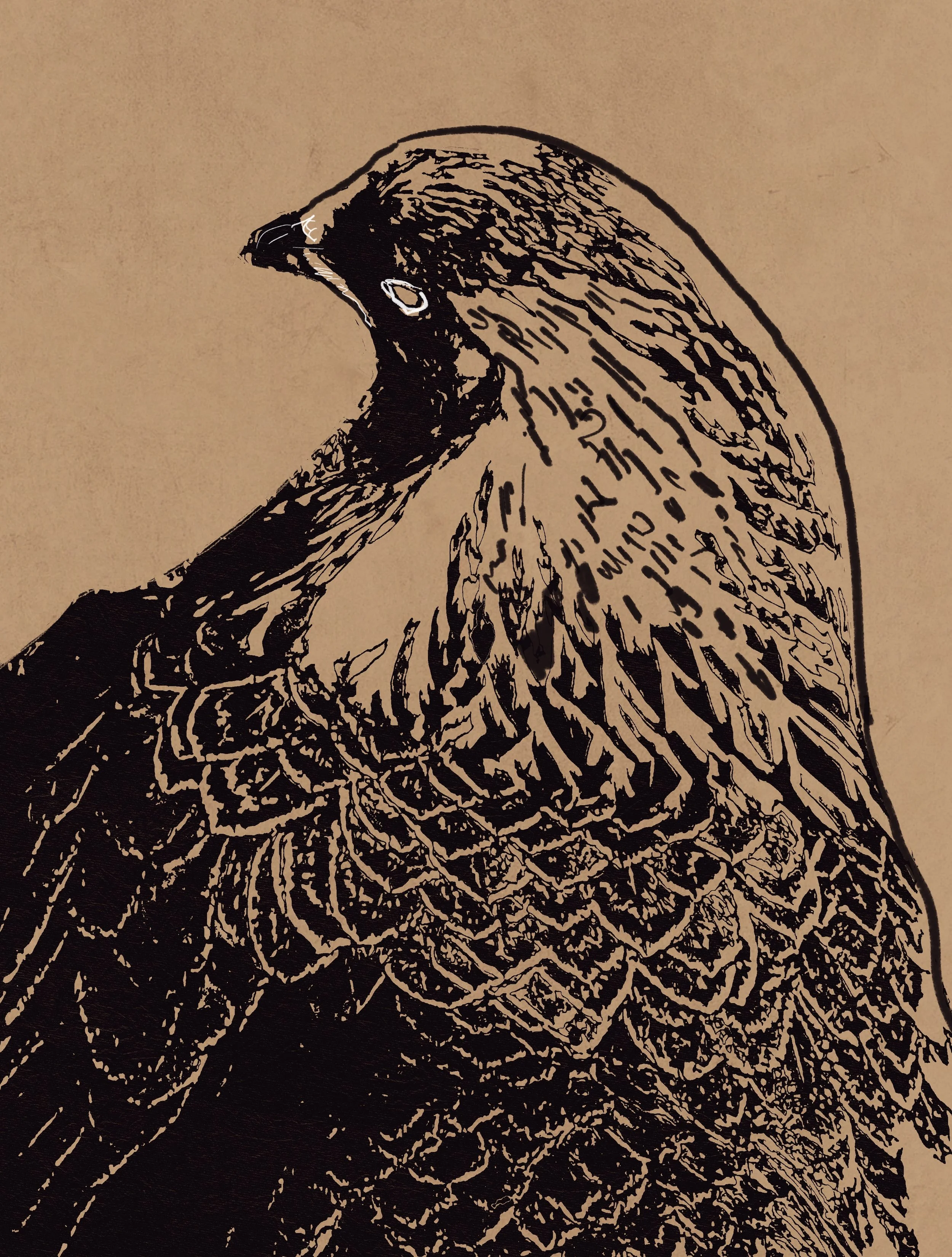 Chicken almost hawk.JPG