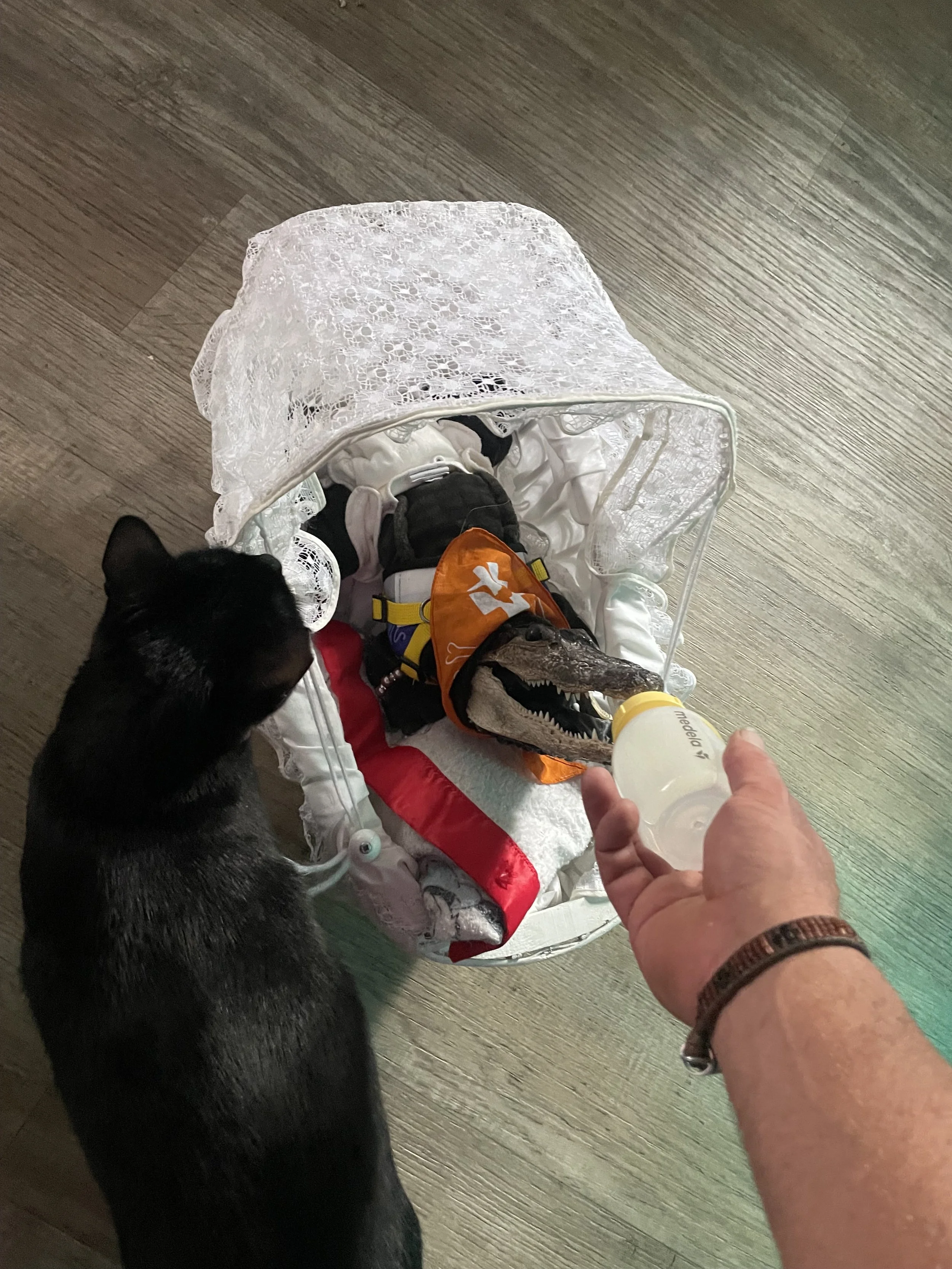 EMOTIONAL SUPPORT ALLIGATOR:ESA comes with a stroller, sling, bottle, a piece of my childhood blanket, and a book about how to keep your pet alligator. Honestly, she’s a bit much. My first and only attempt at taxidermy-based puppetry. It's a real all