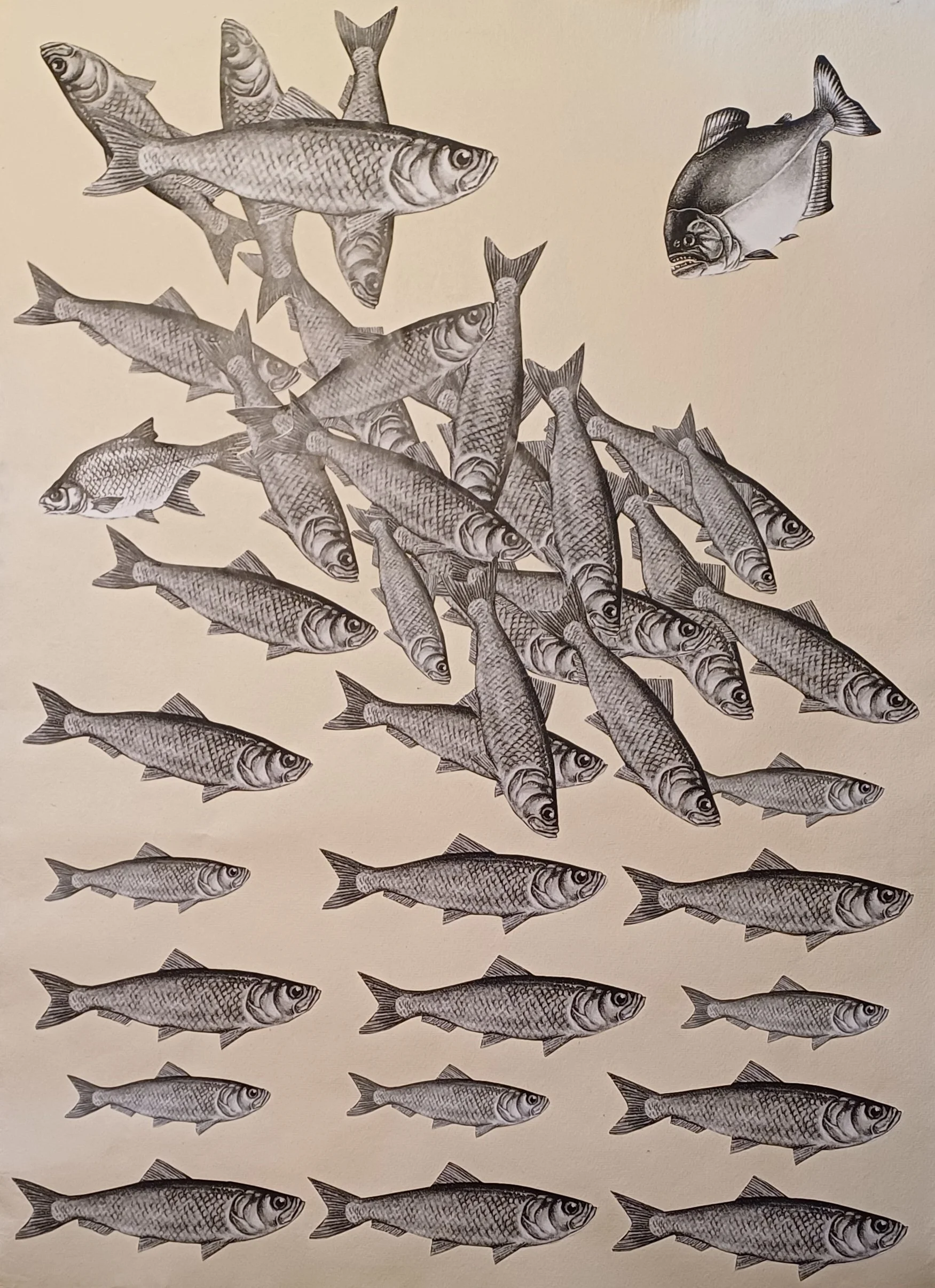 Fisch pass auf! 2024.jpg