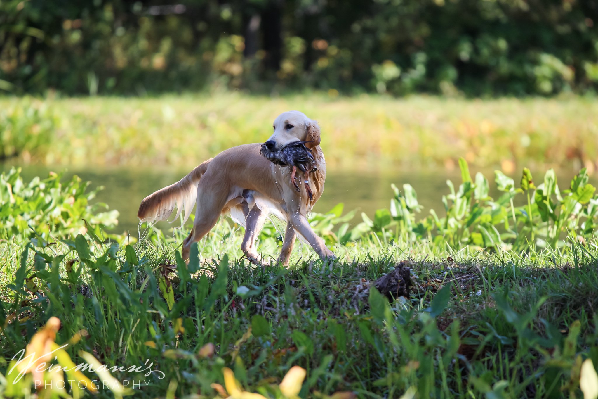 Buckeyes Hunt Test18.jpg