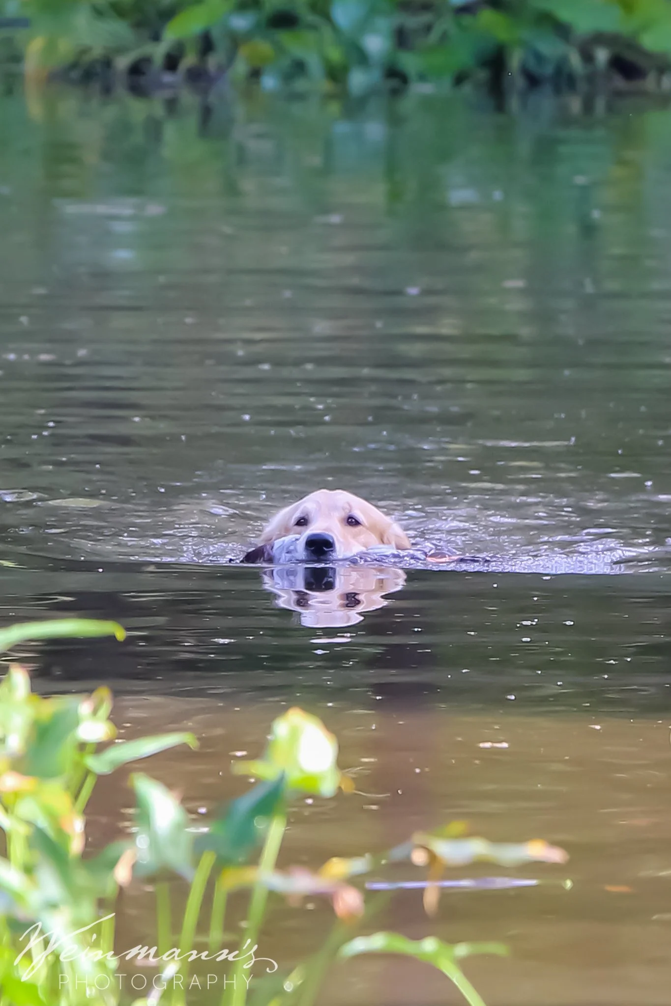 Buckeyes Hunt Test8.jpg