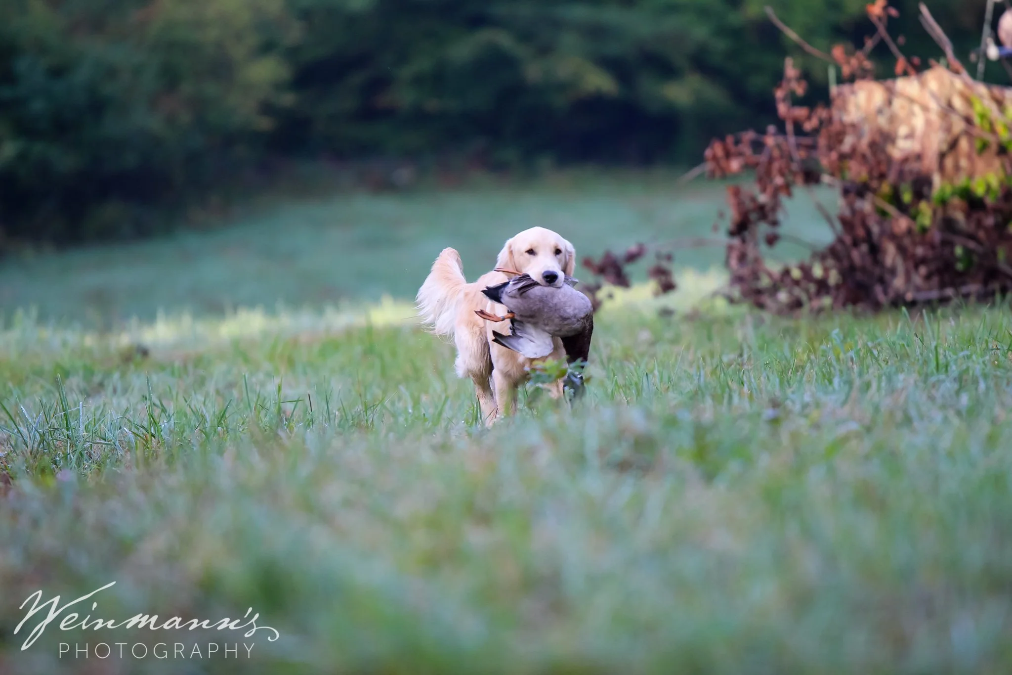 Buckeyes Hunt Test13.jpg