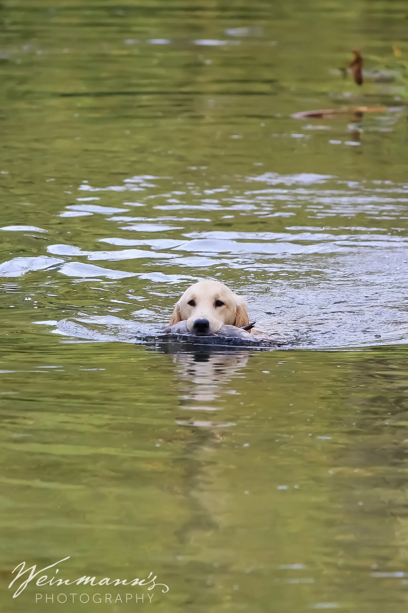 Buckeyes Hunt Test2.jpg