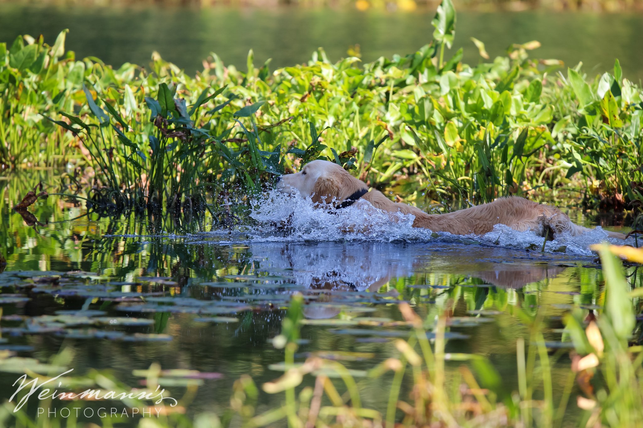 Buckeyes Hunt Test20.jpg